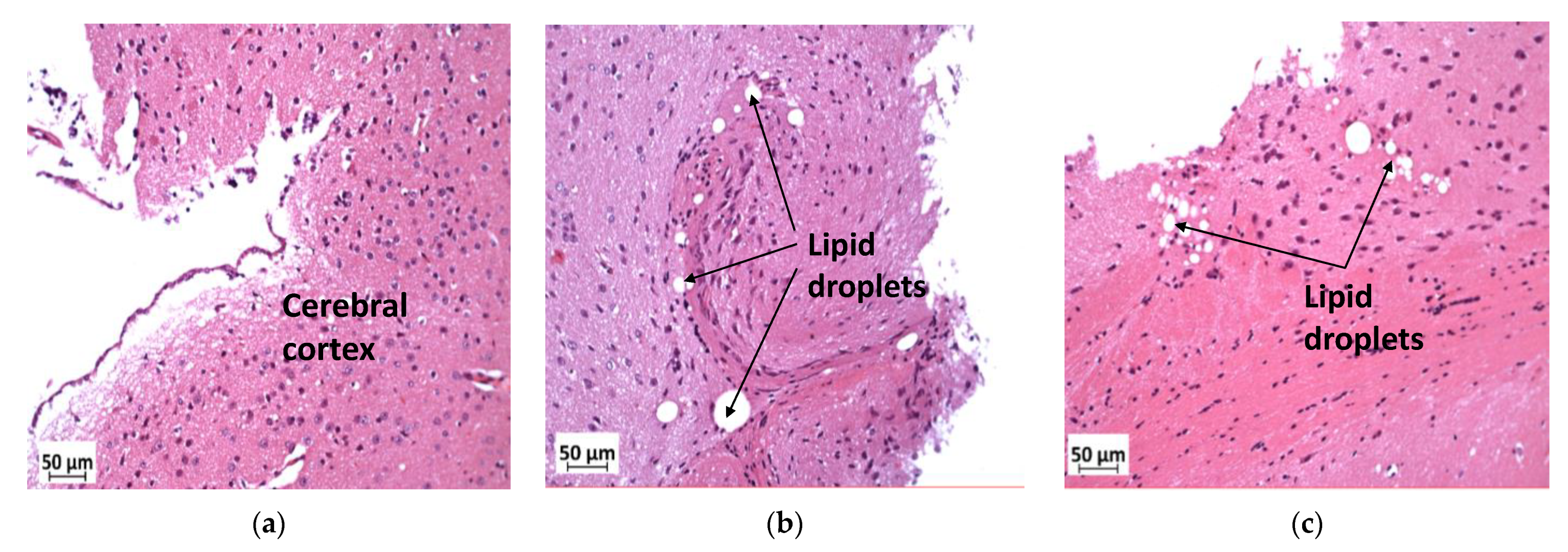 Biology 11 00311 g008