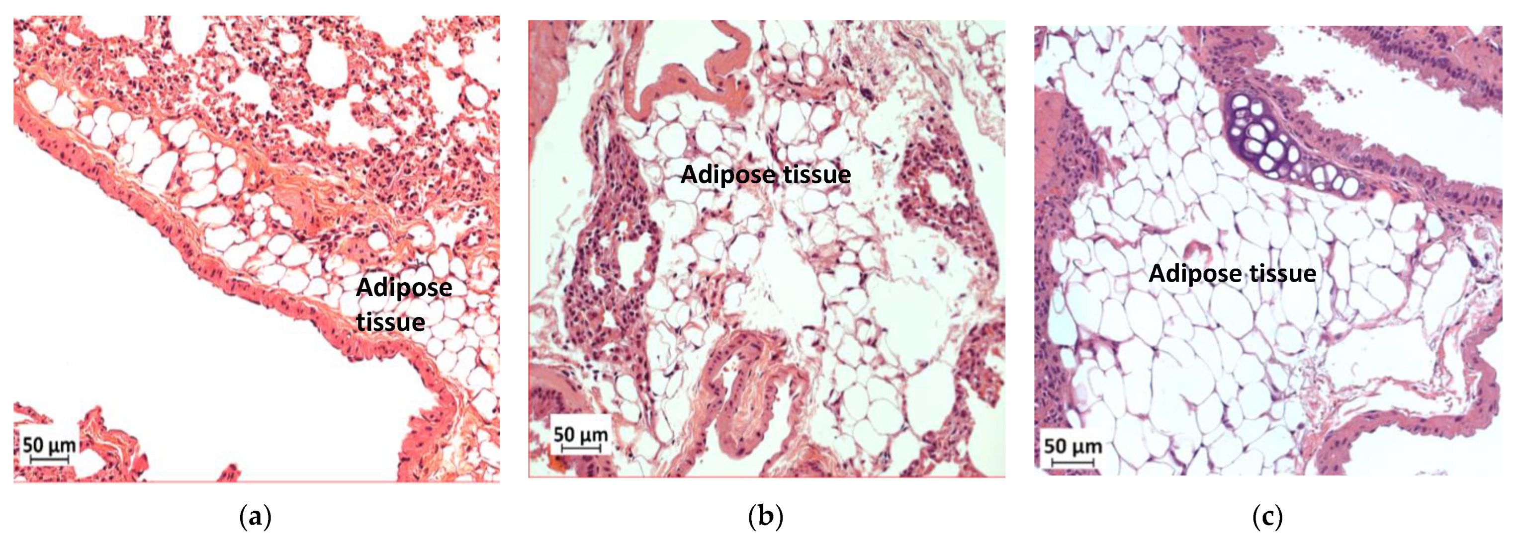 Biology 11 00311 g010