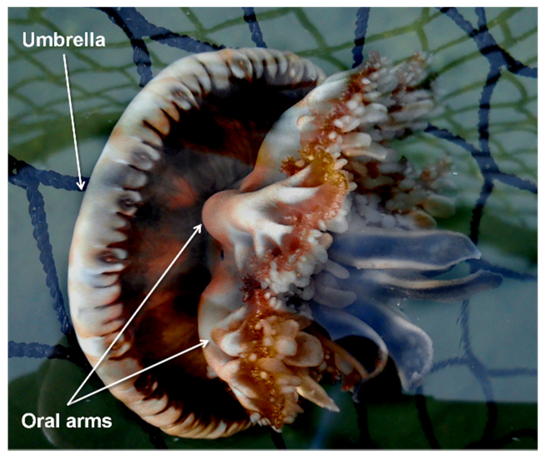 Biology 11 00319 g001