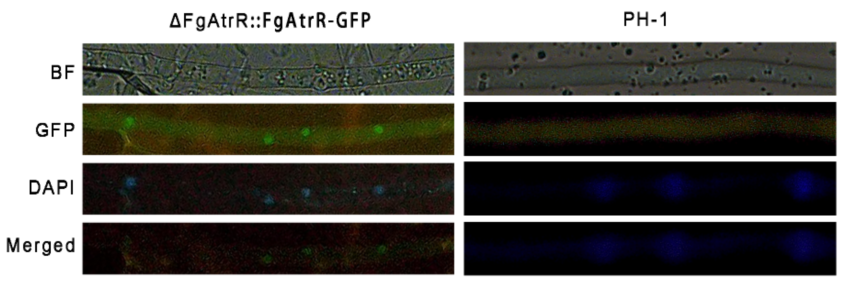 Biology 11 00326 g006 Biology 11 00326 g006