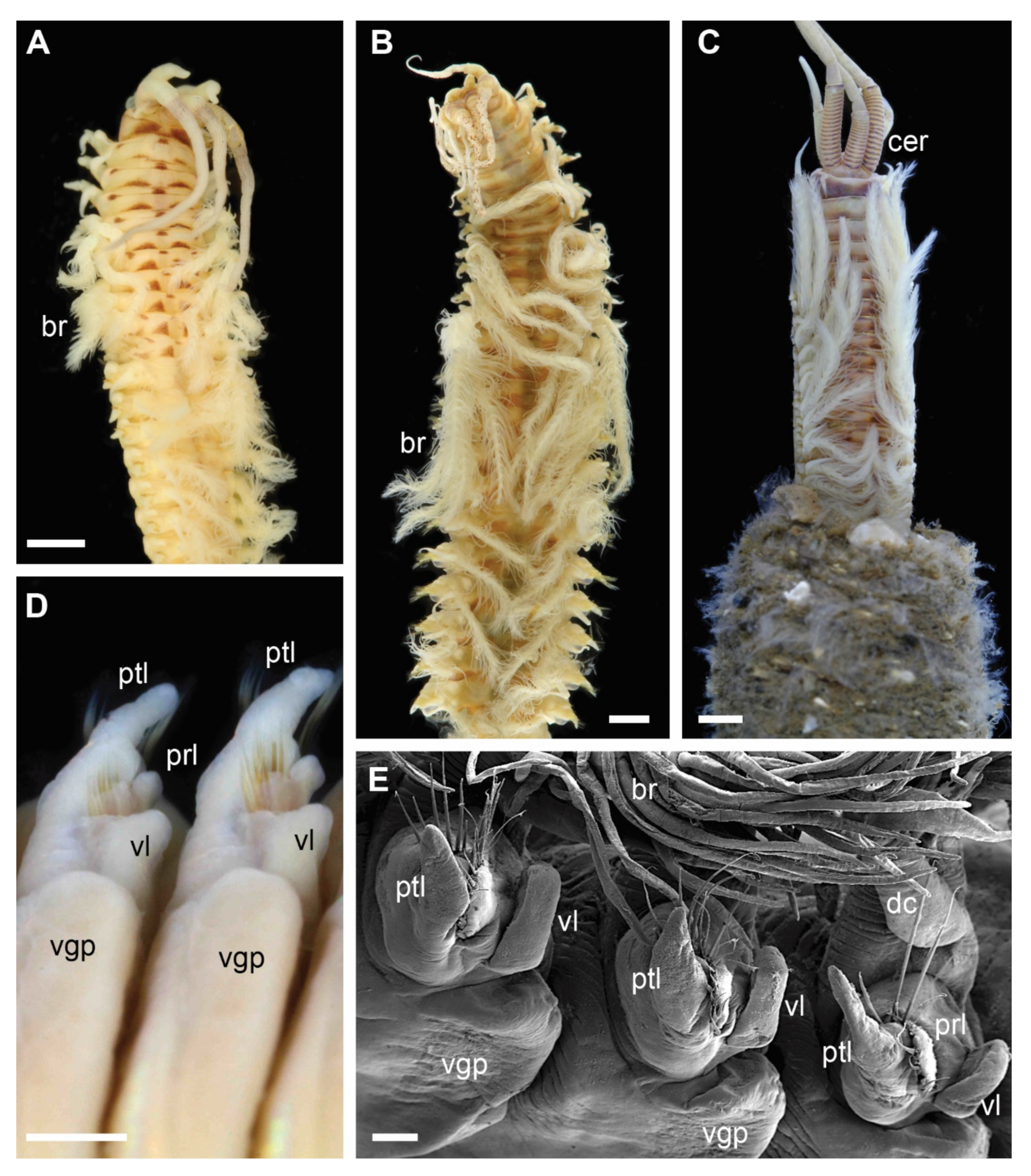 Biology 11 00327 g002 Biology 11 00327 g002