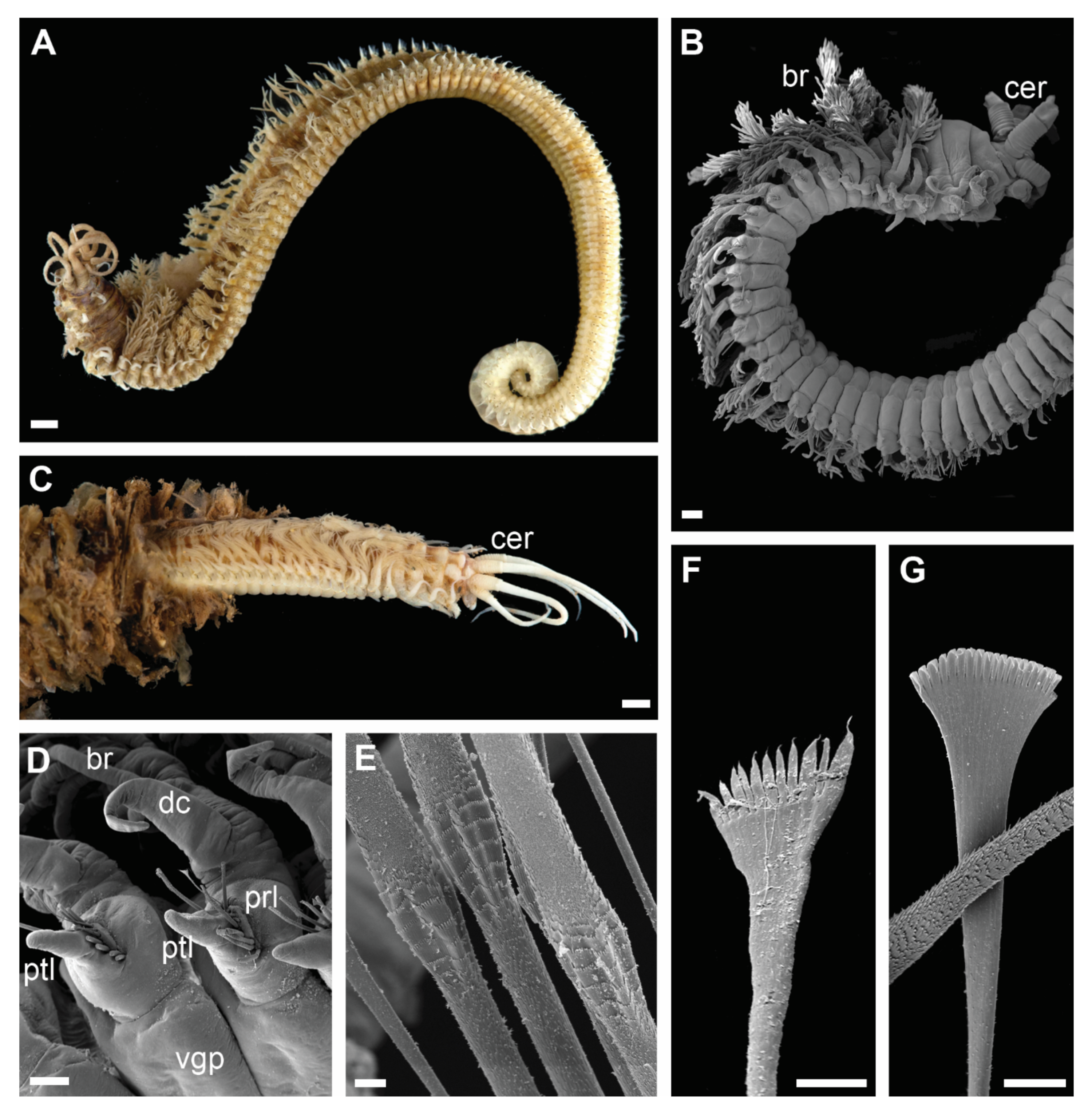 Biology 11 00327 g003 Biology 11 00327 g003