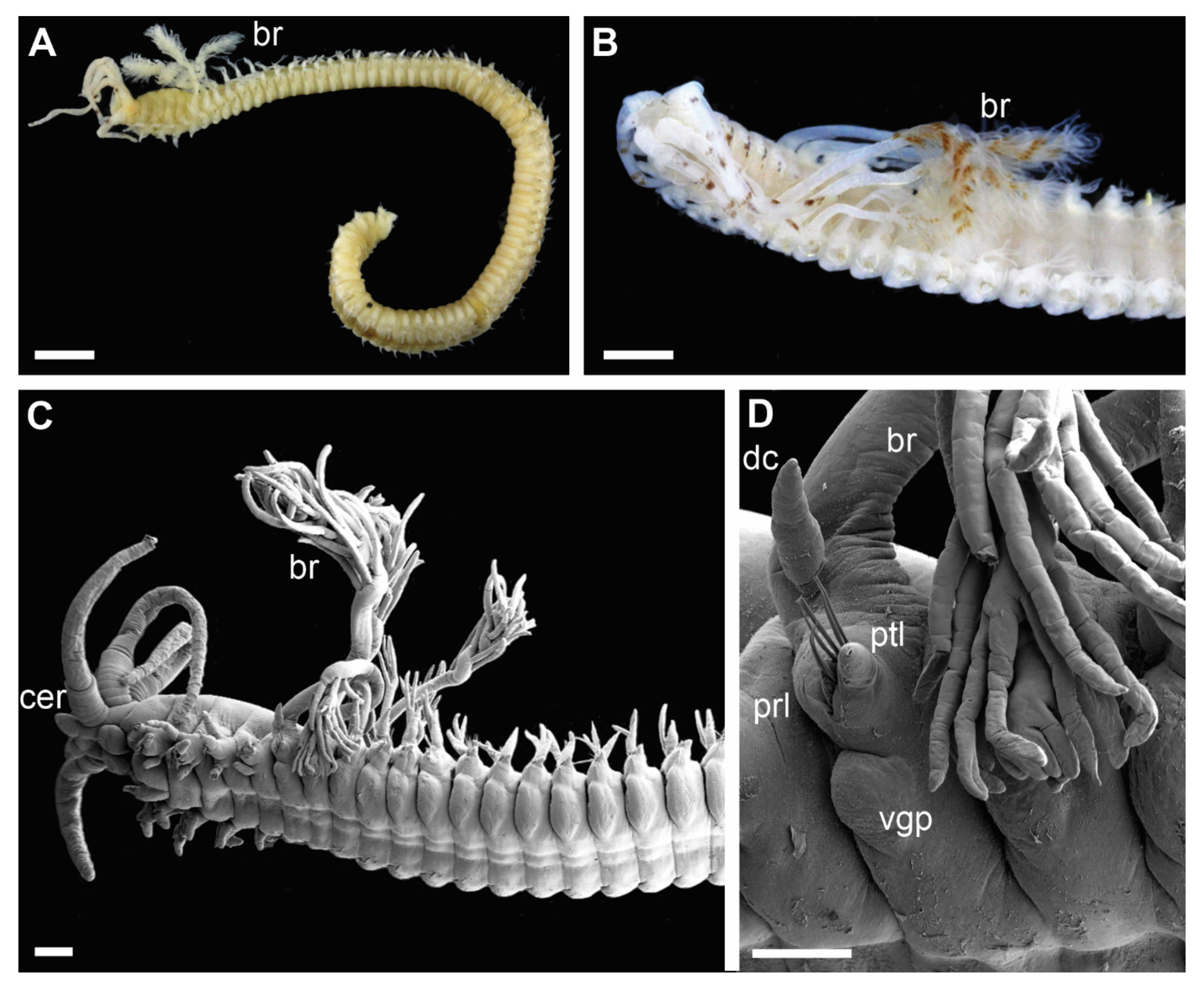 Biology 11 00327 g004 Biology 11 00327 g004