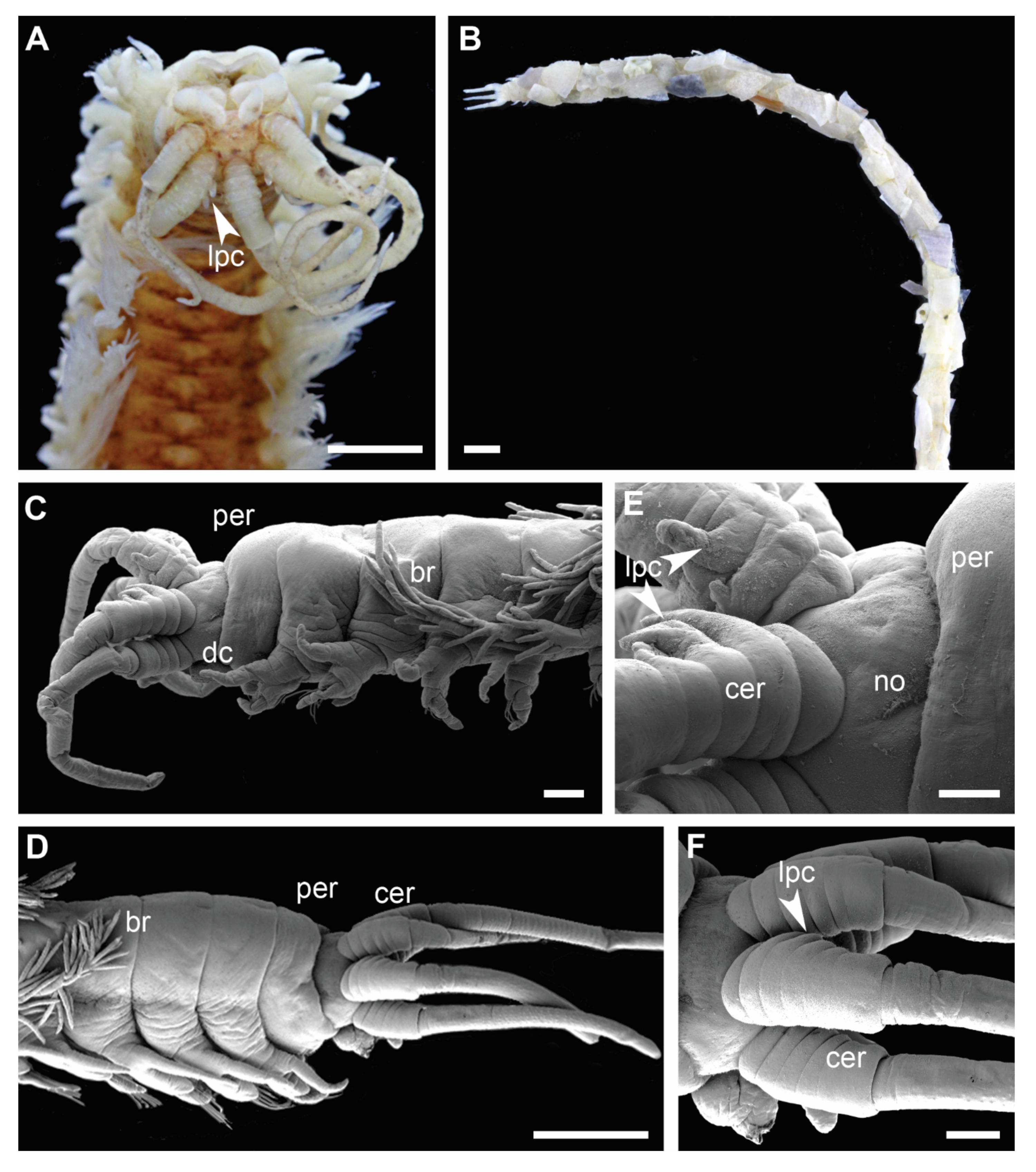 Biology 11 00327 g005 Biology 11 00327 g005