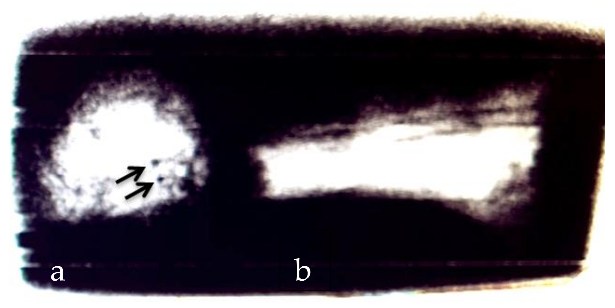 Biology 11 00328 g001 550