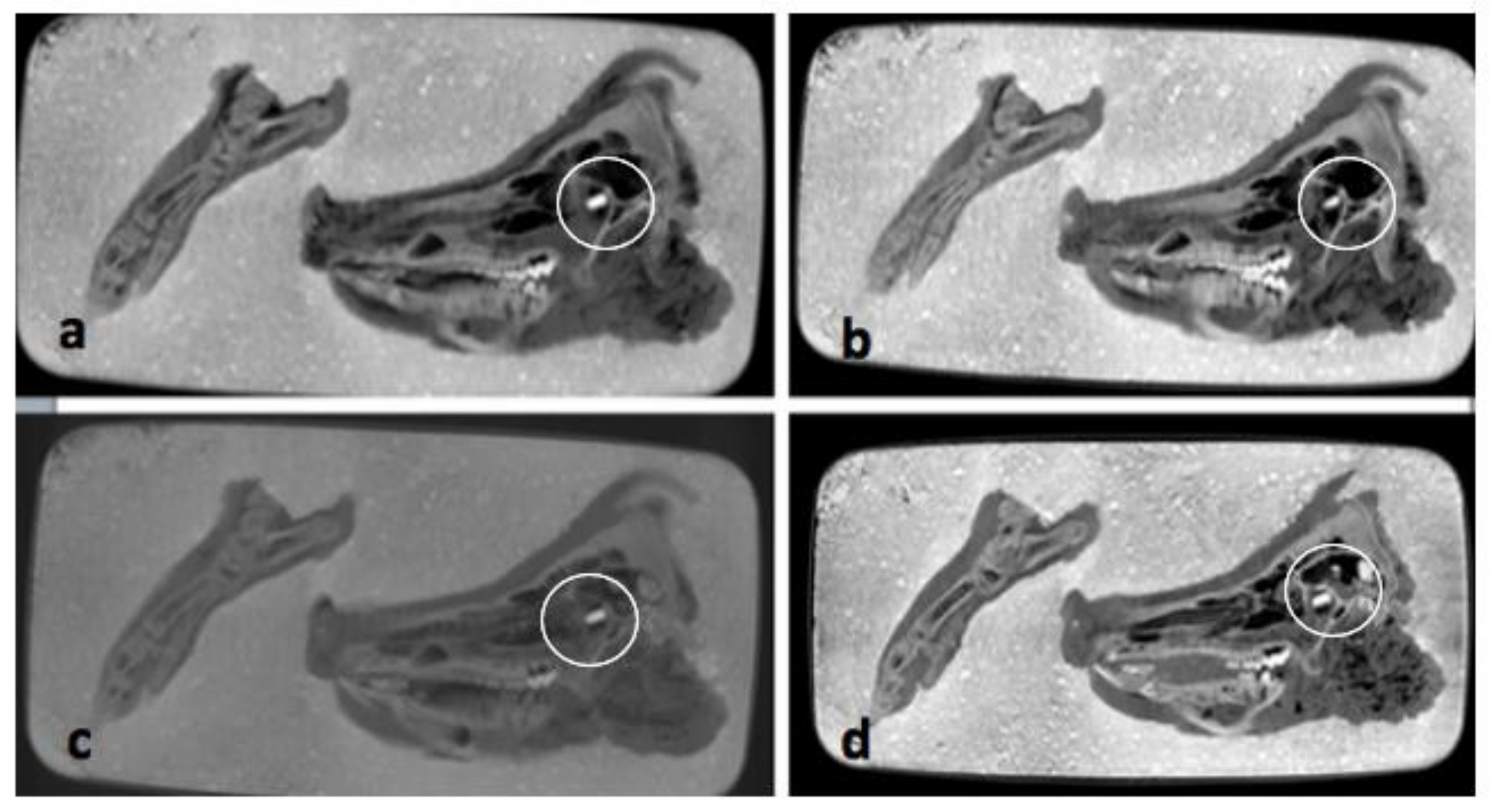 Biology 11 00328 g004 550