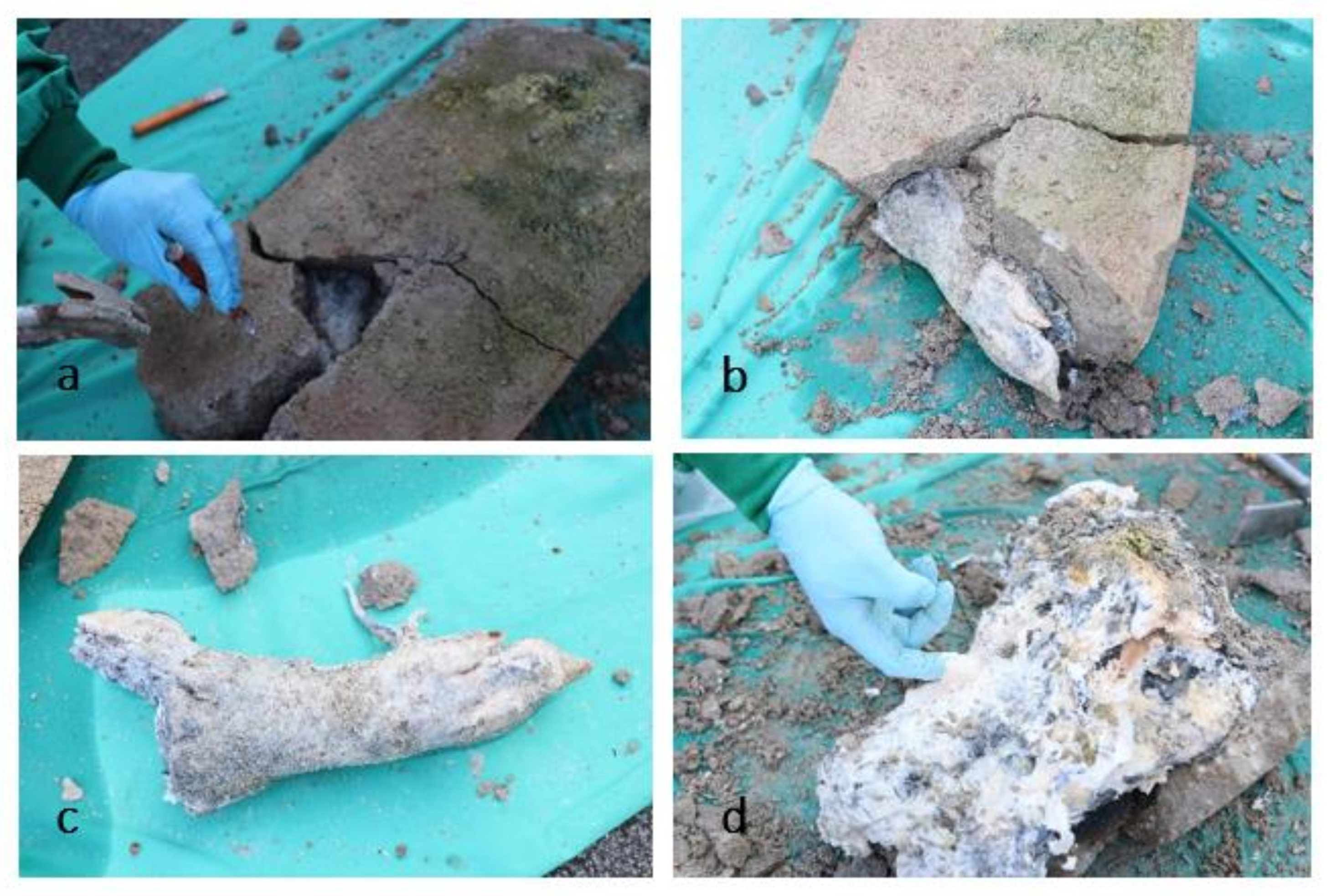 Biology 11 00328 g006 550