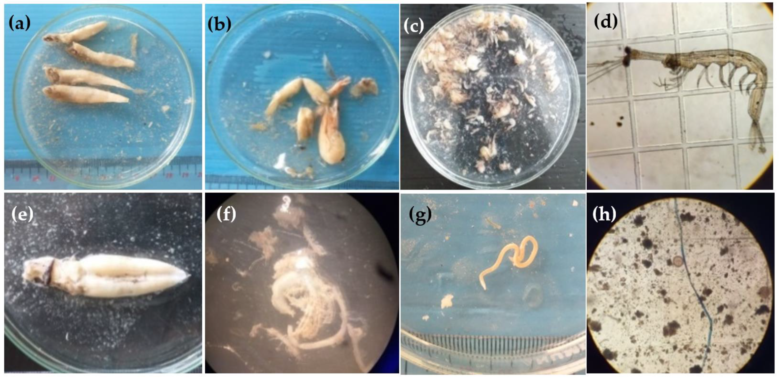 Biology 11 00331 g002