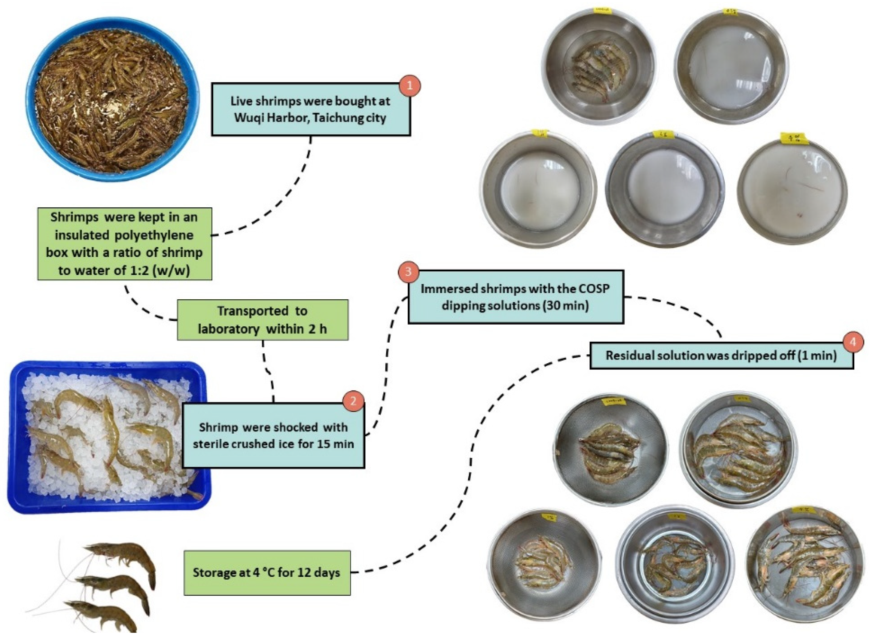 Biology 11 00334 g001