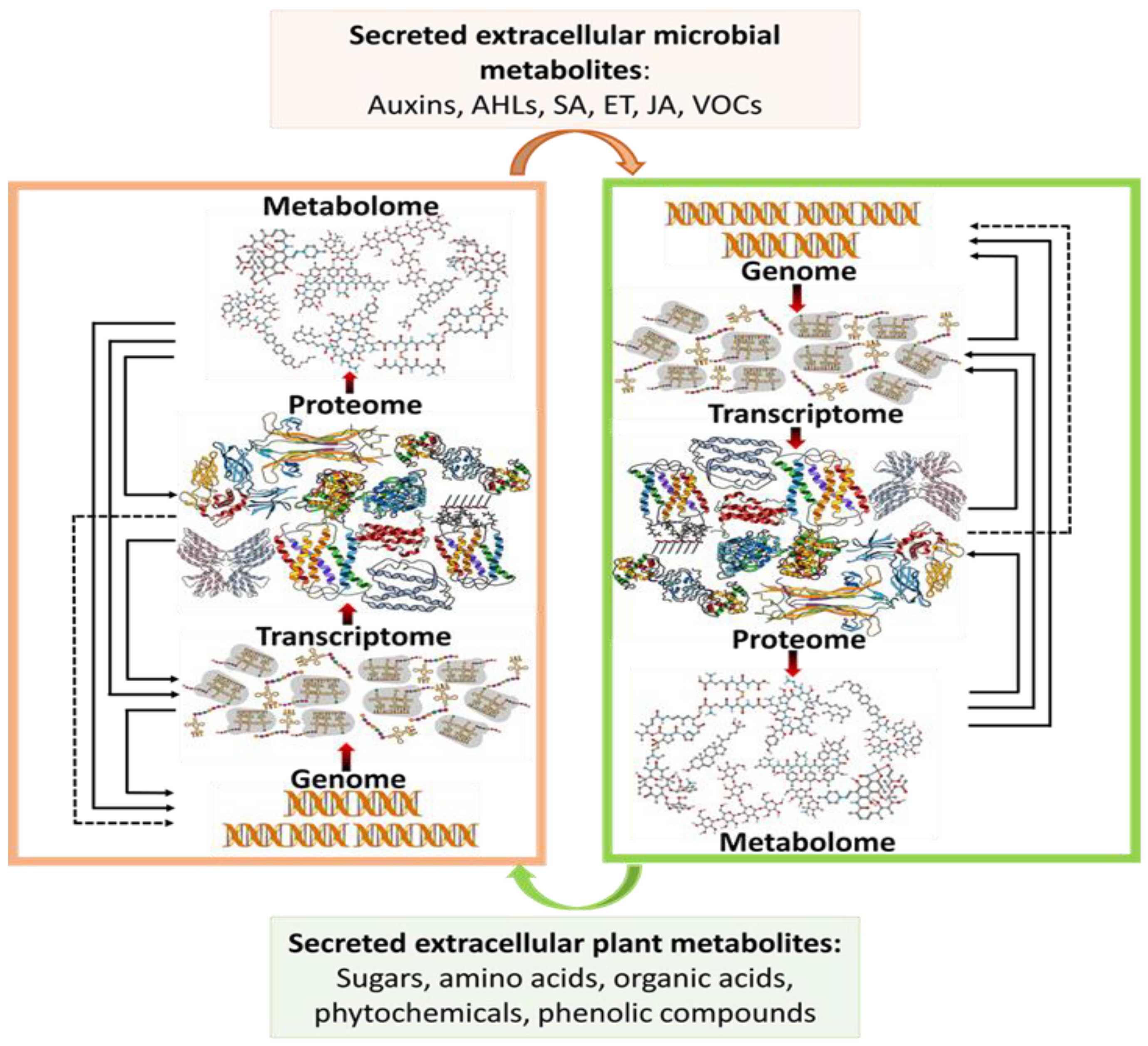 Frontiers  The root signals in rhizospheric inter-organismal