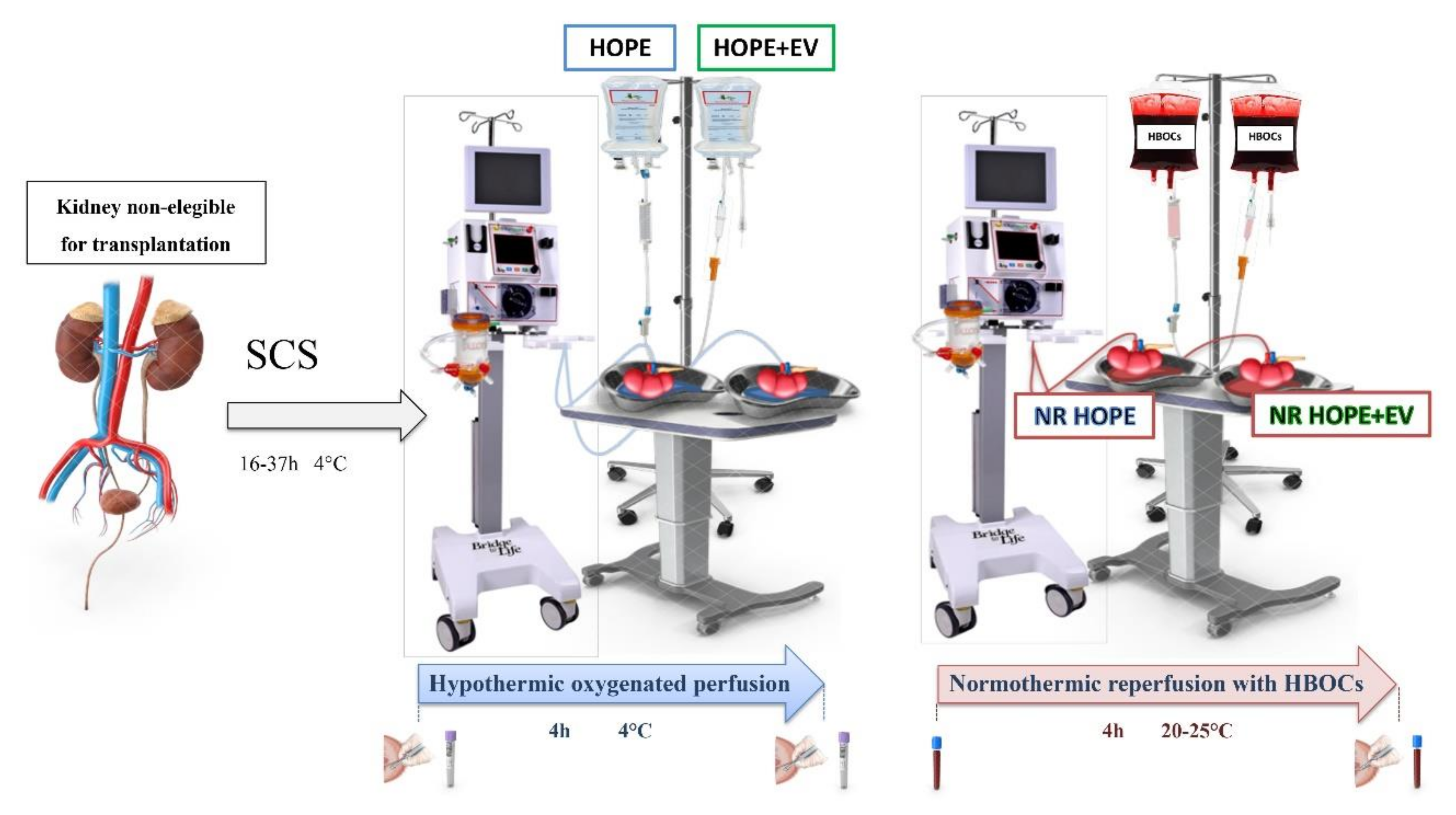 Biology 11 00350 g001 Biology 11 00350 g001