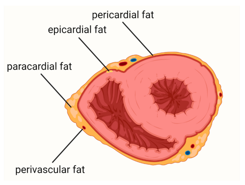 Biology Free Full-Text Role of Epicardial Adipose Tissue in Cardiovascular Diseases A Review