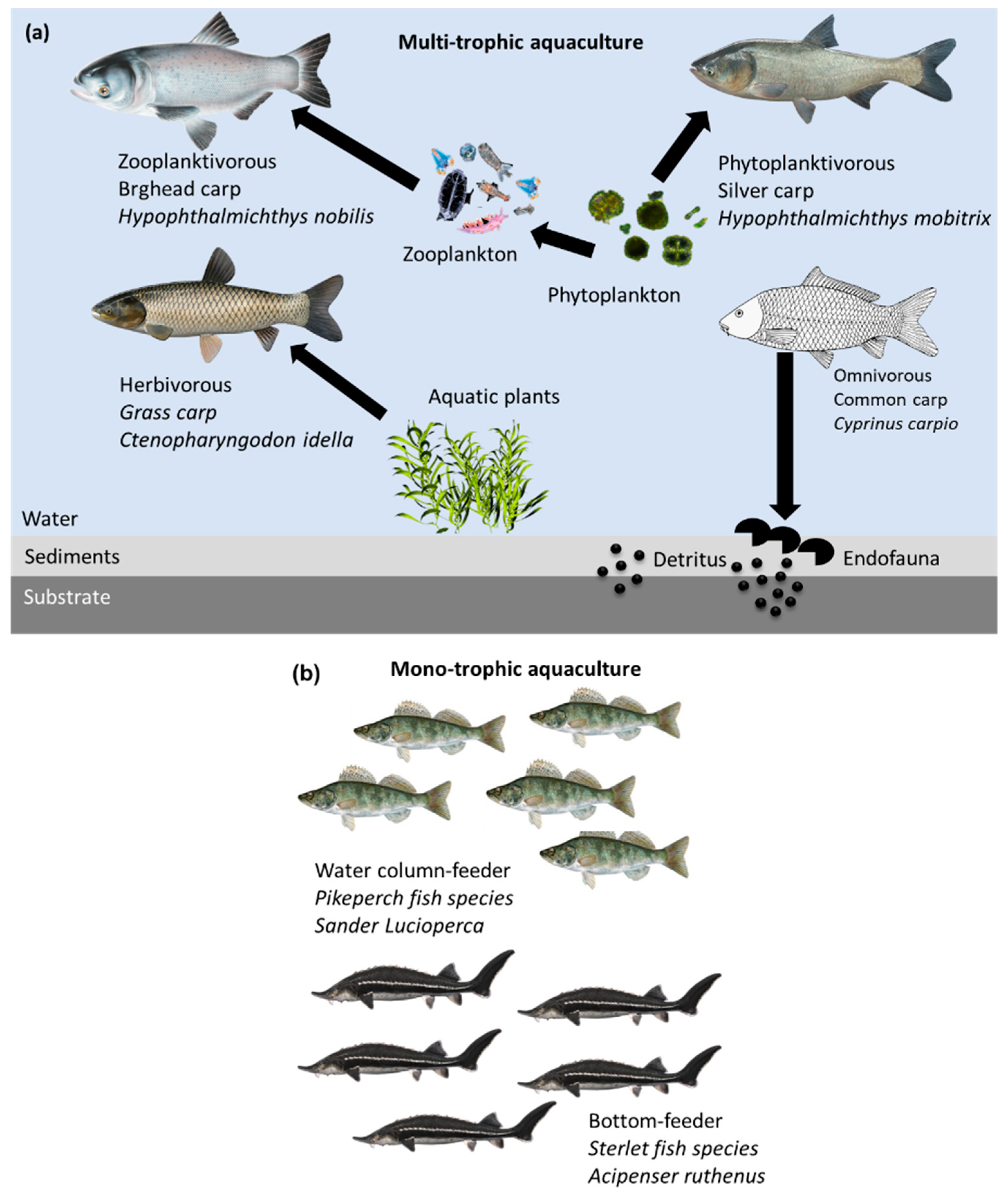 Why freshwater fish farms could increase global food security