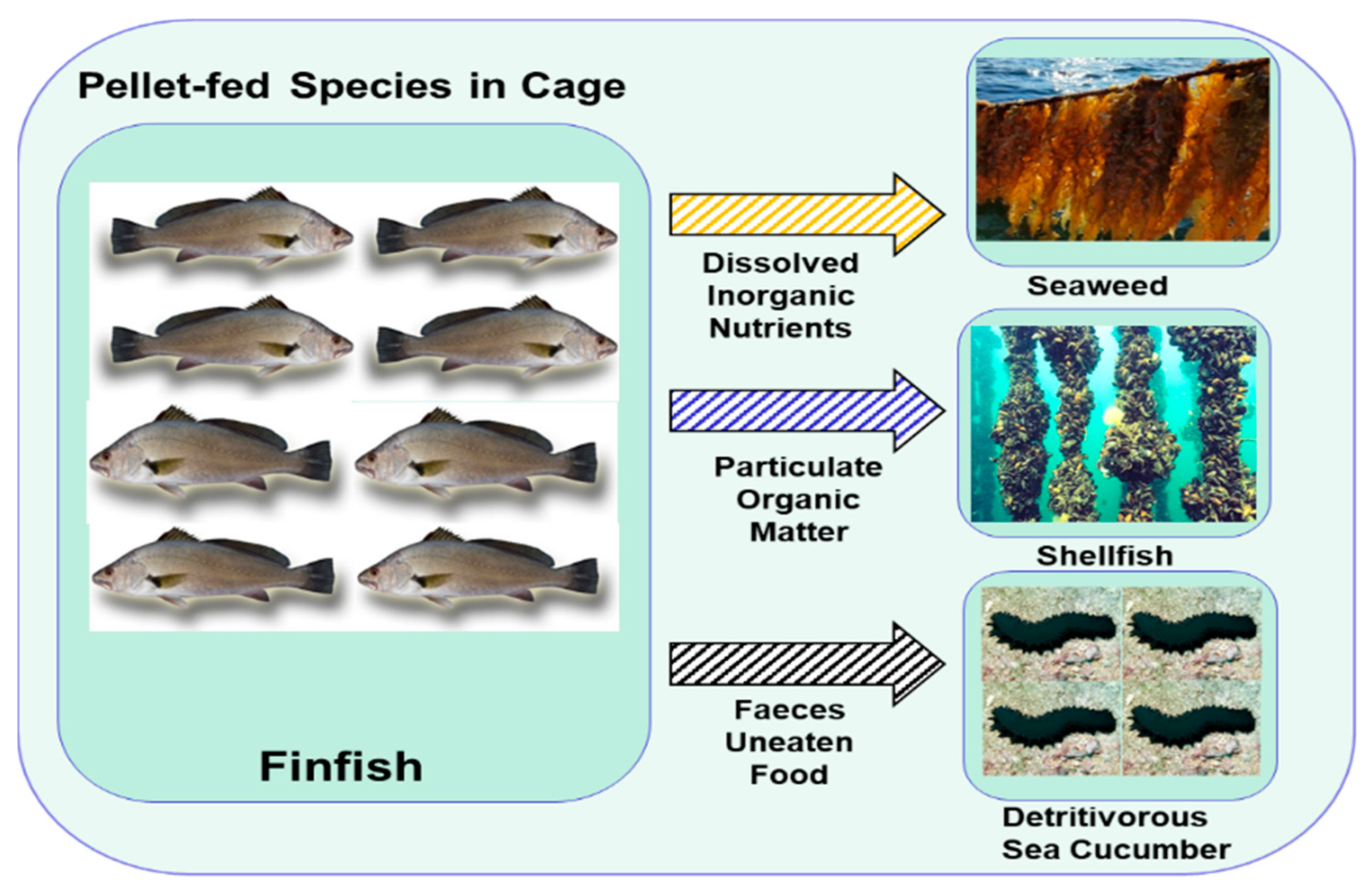 Aquaculture feed for a sustainable future