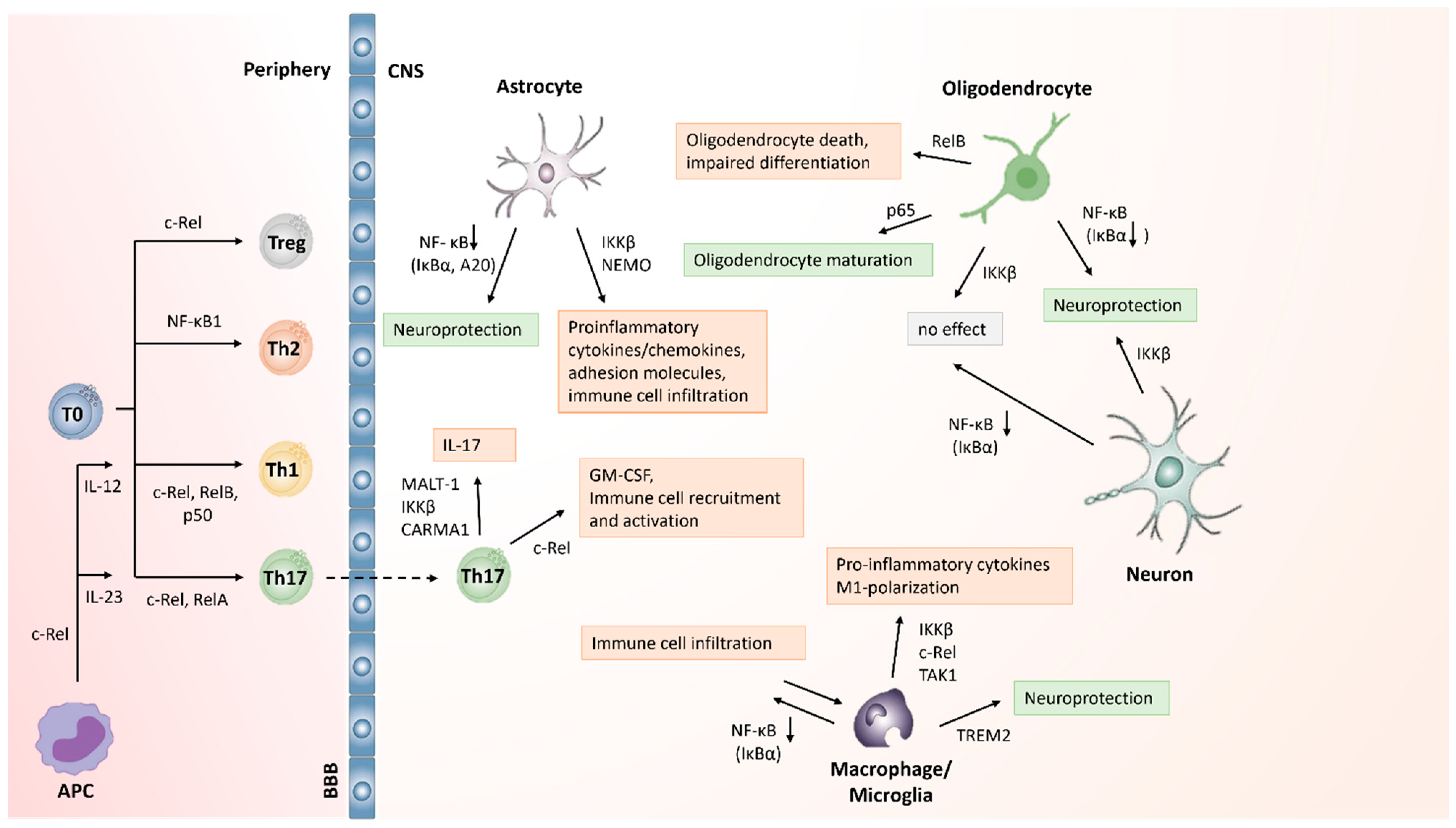 Biology 11 00372 g005 Biology 11 00372 g005
