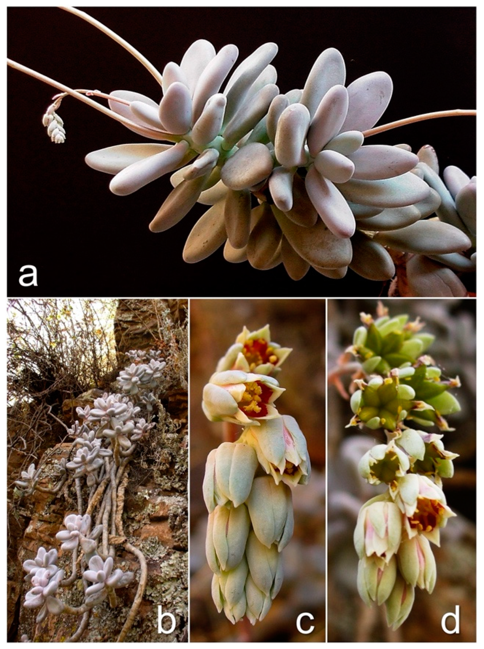 Biology 11 00379 g002