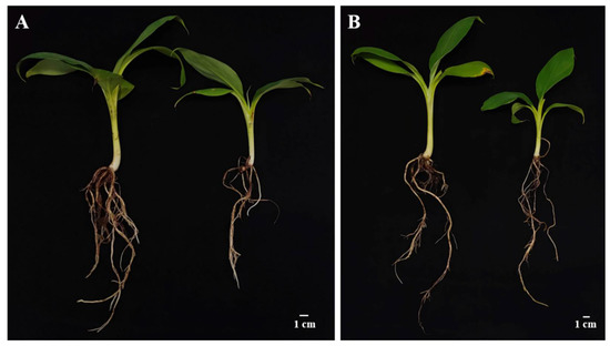 Biology | Free Full-Text | Influences of Serendipita indica and 