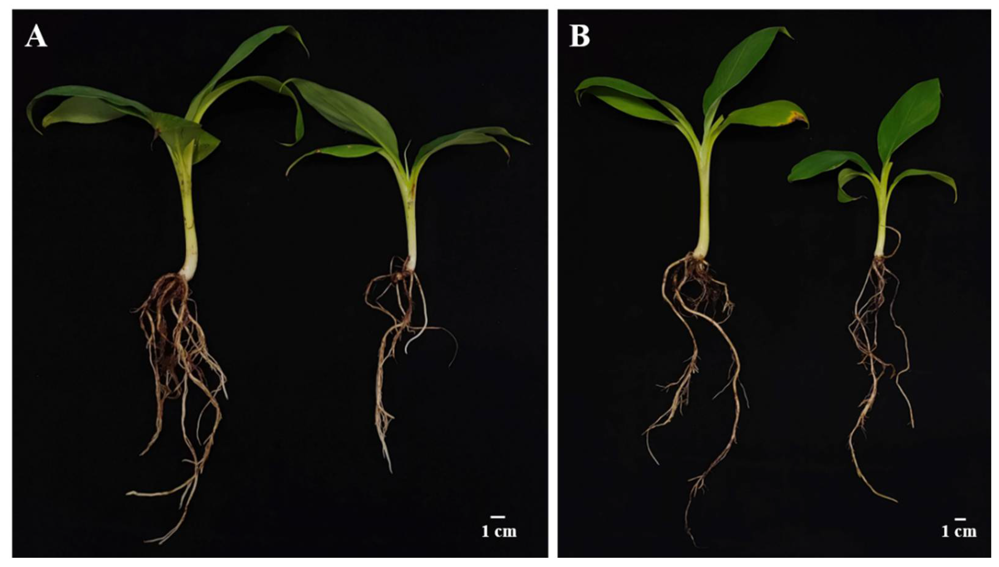Biology 11 00393 g004