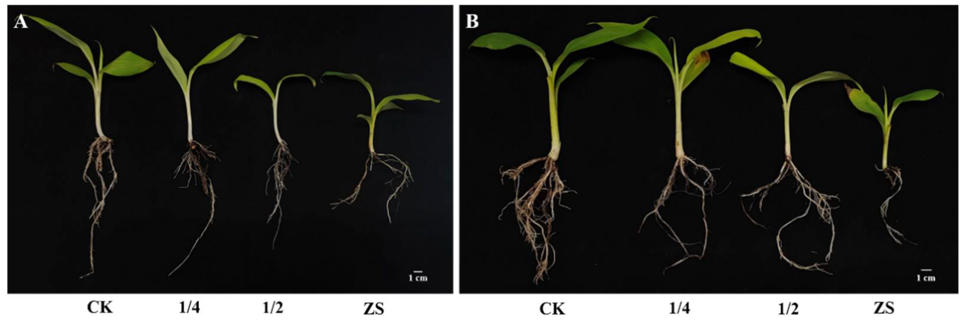 Biology 11 00393 g007