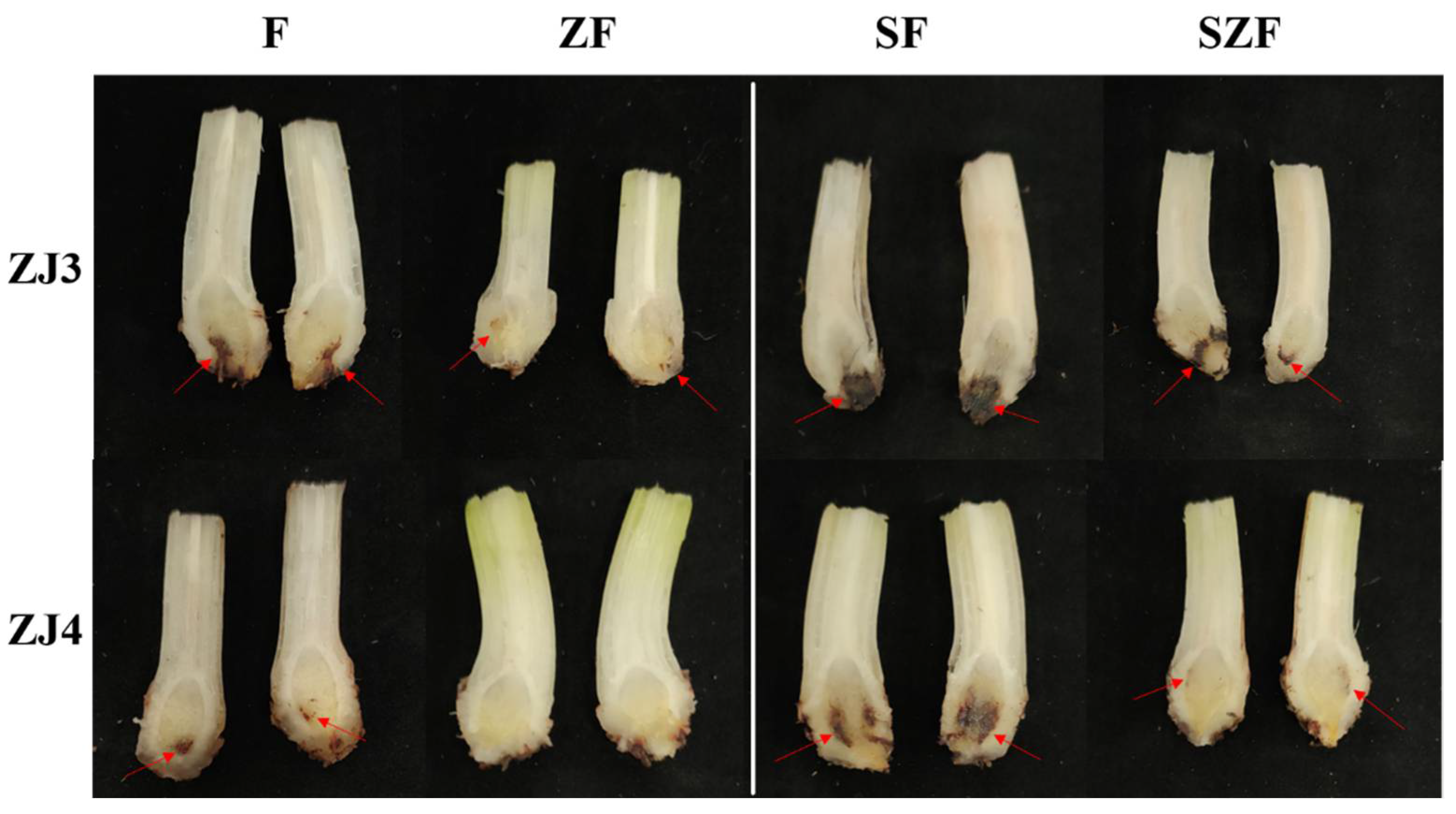 Biology 11 00393 g009
