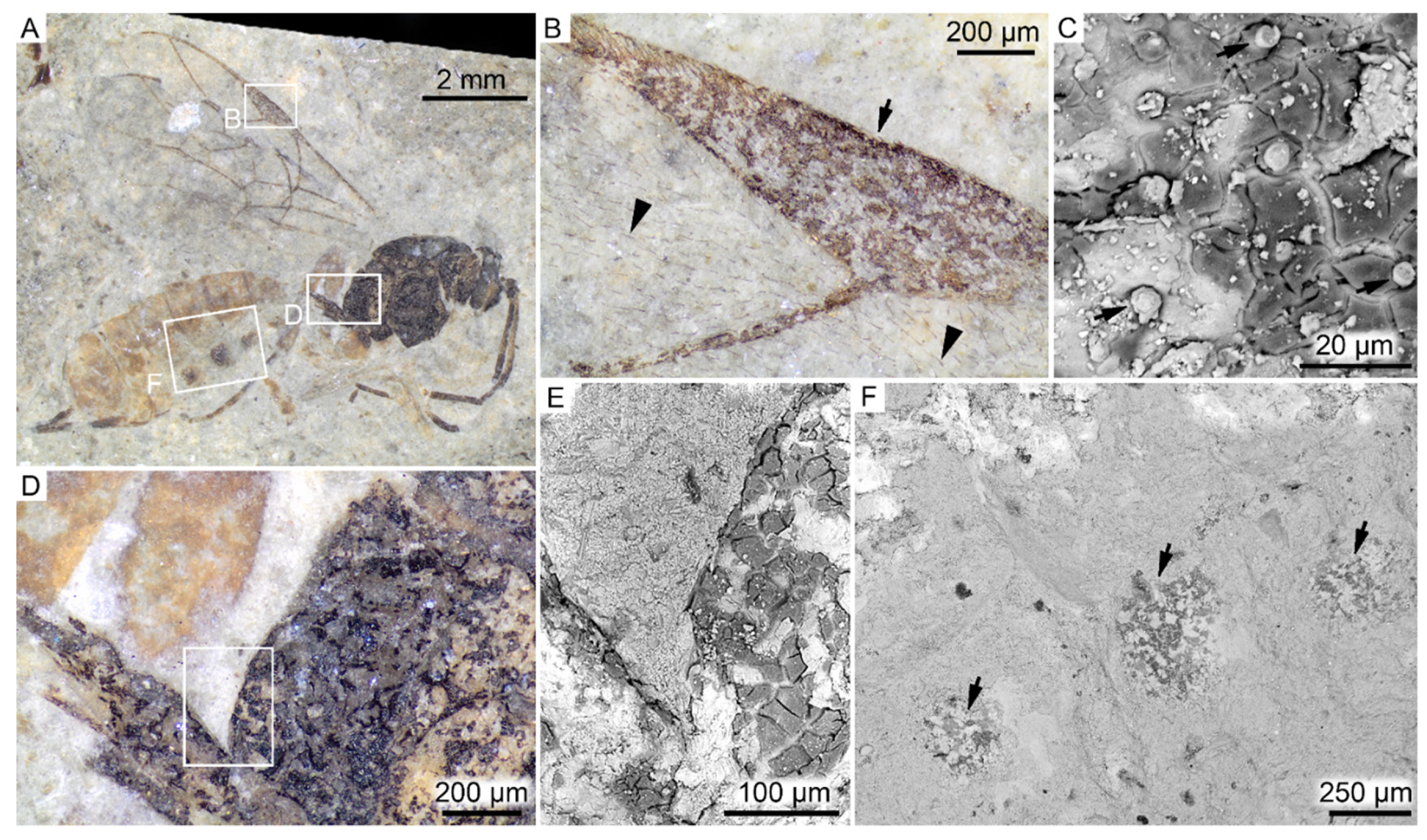 Biology 11 00395 g004 Biology 11 00395 g004