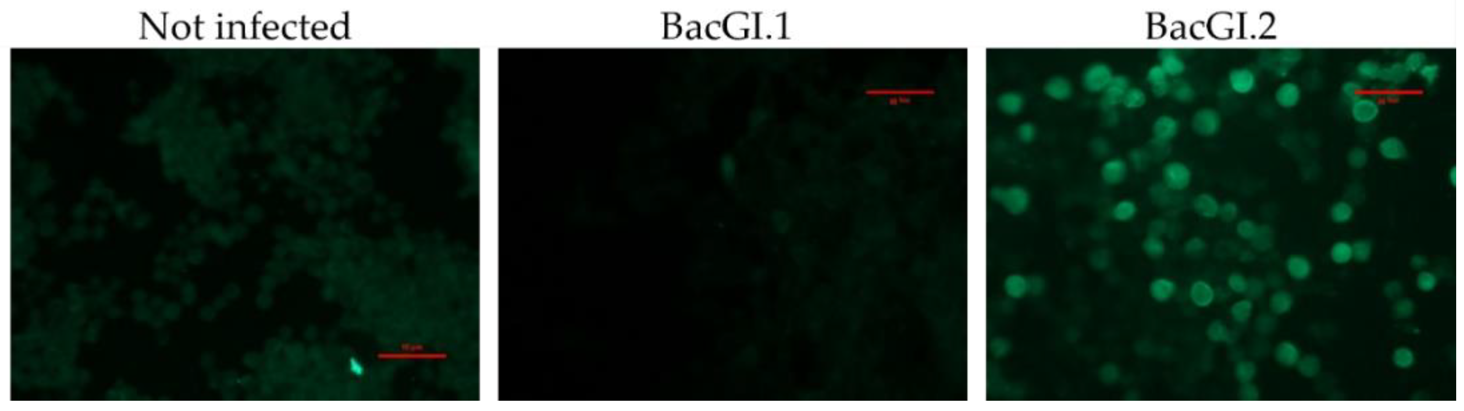 Biology 11 00401 g001 Biology 11 00401 g001