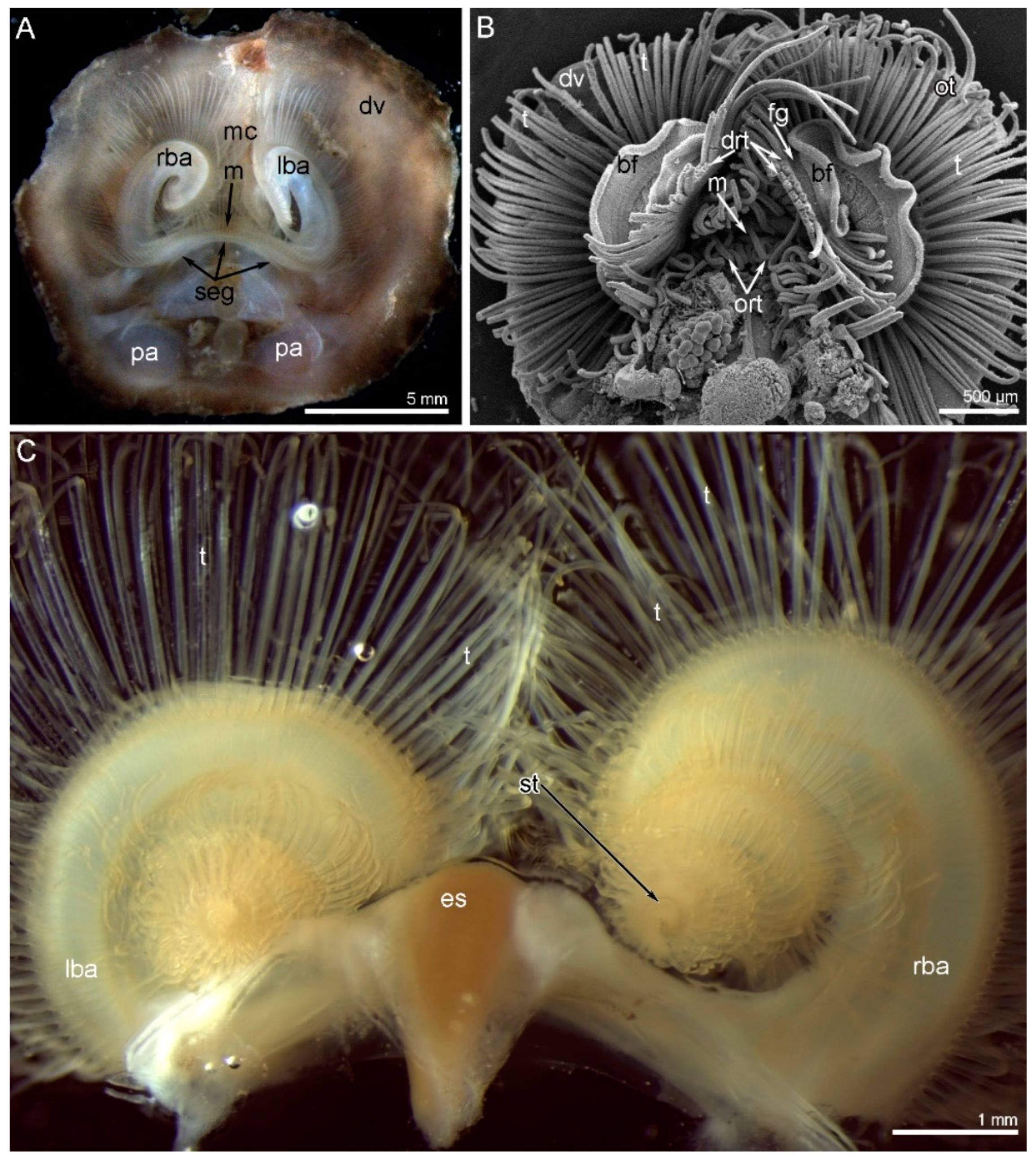 Biology 11 00406 g001