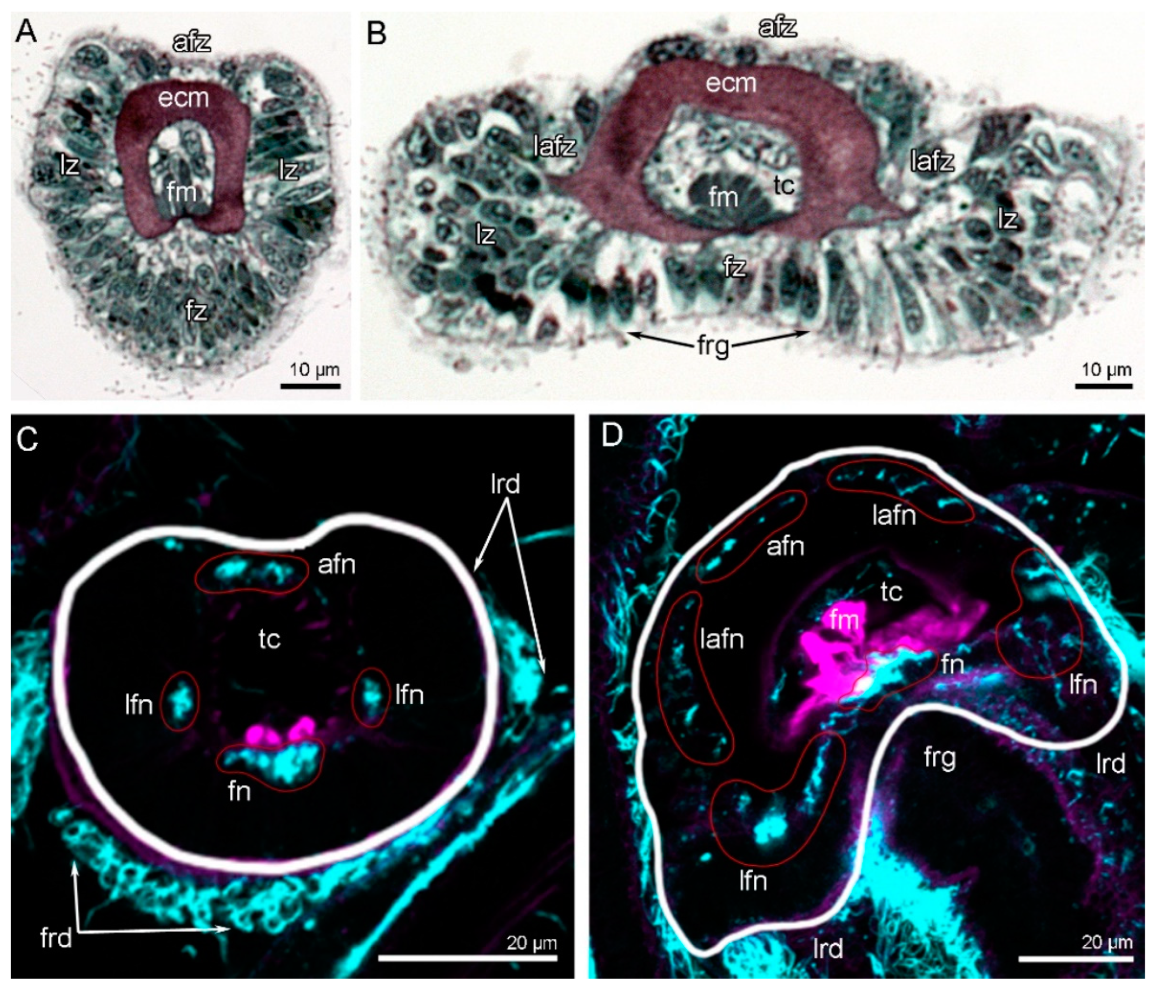 Biology 11 00406 g003