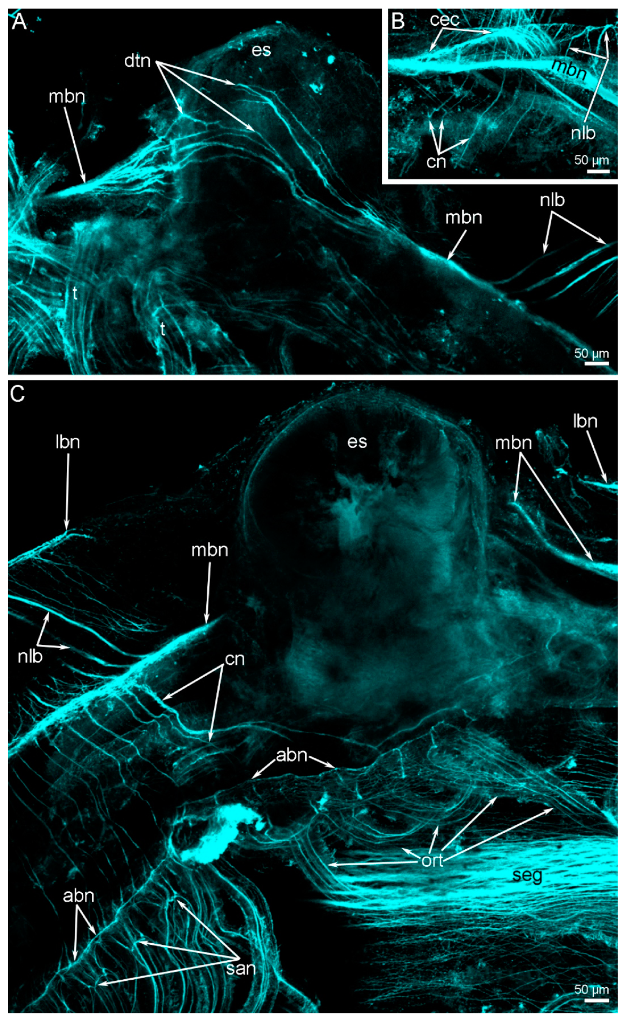 Biology 11 00406 g004