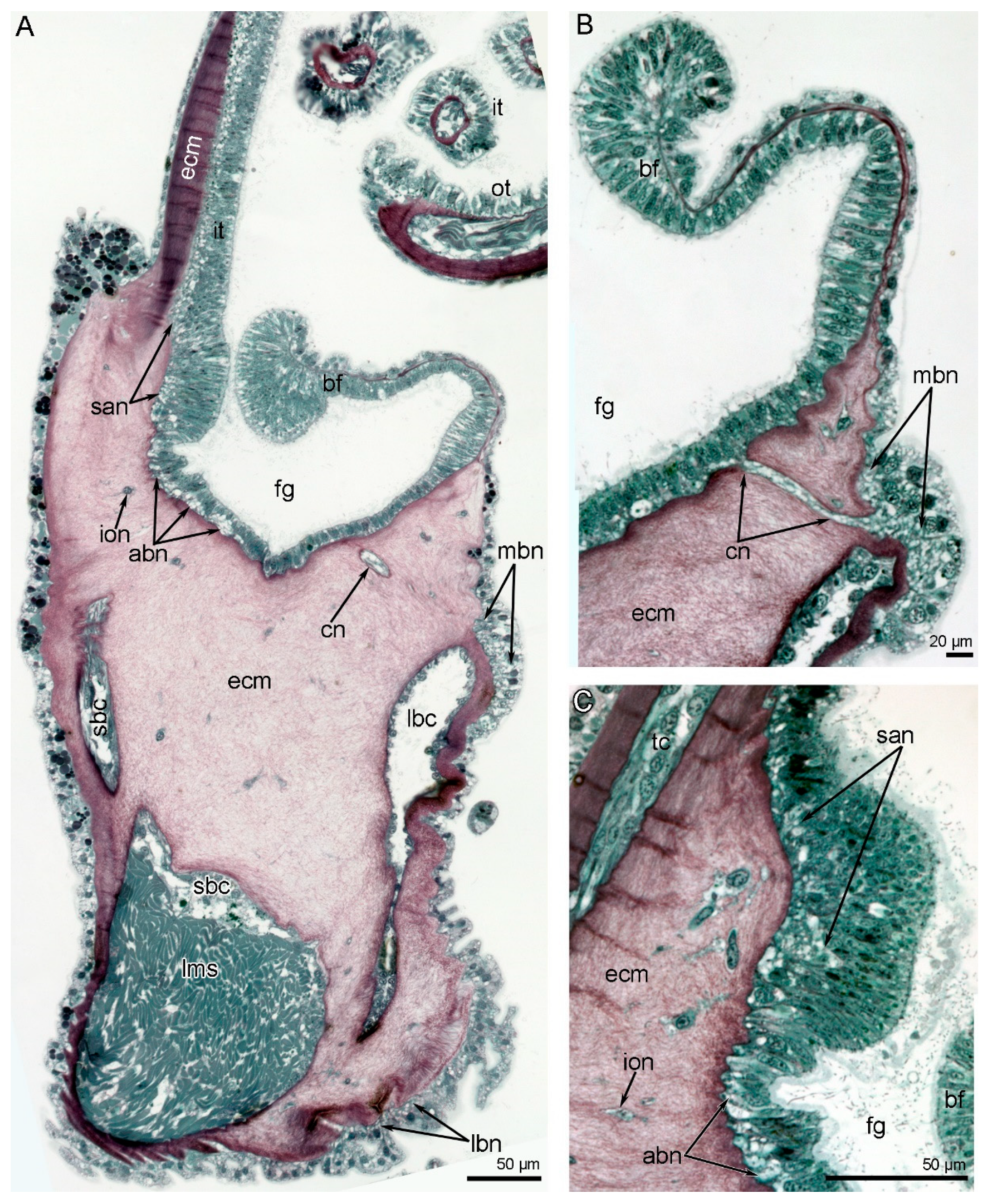 Biology 11 00406 g006