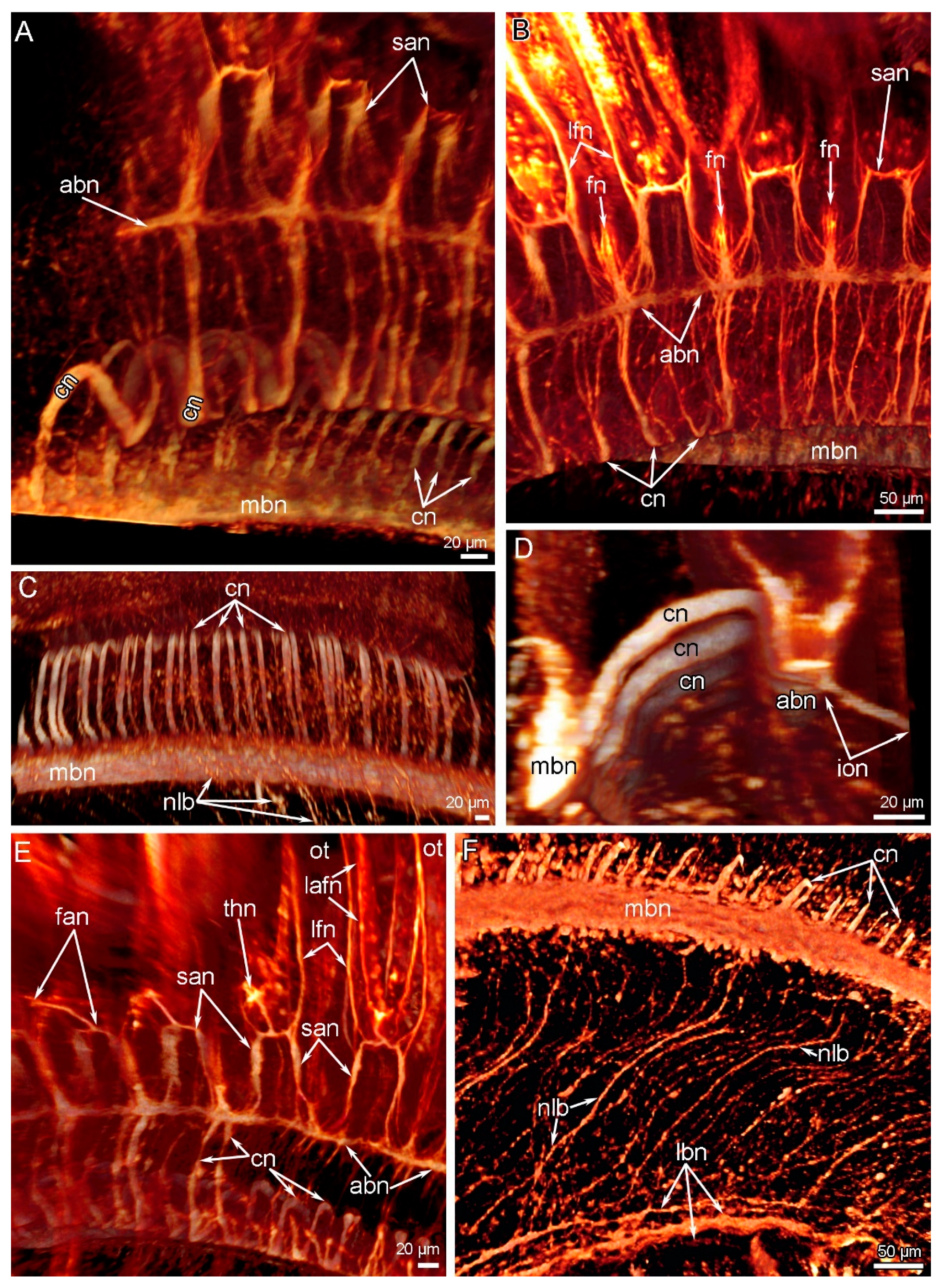 Biology 11 00406 g008