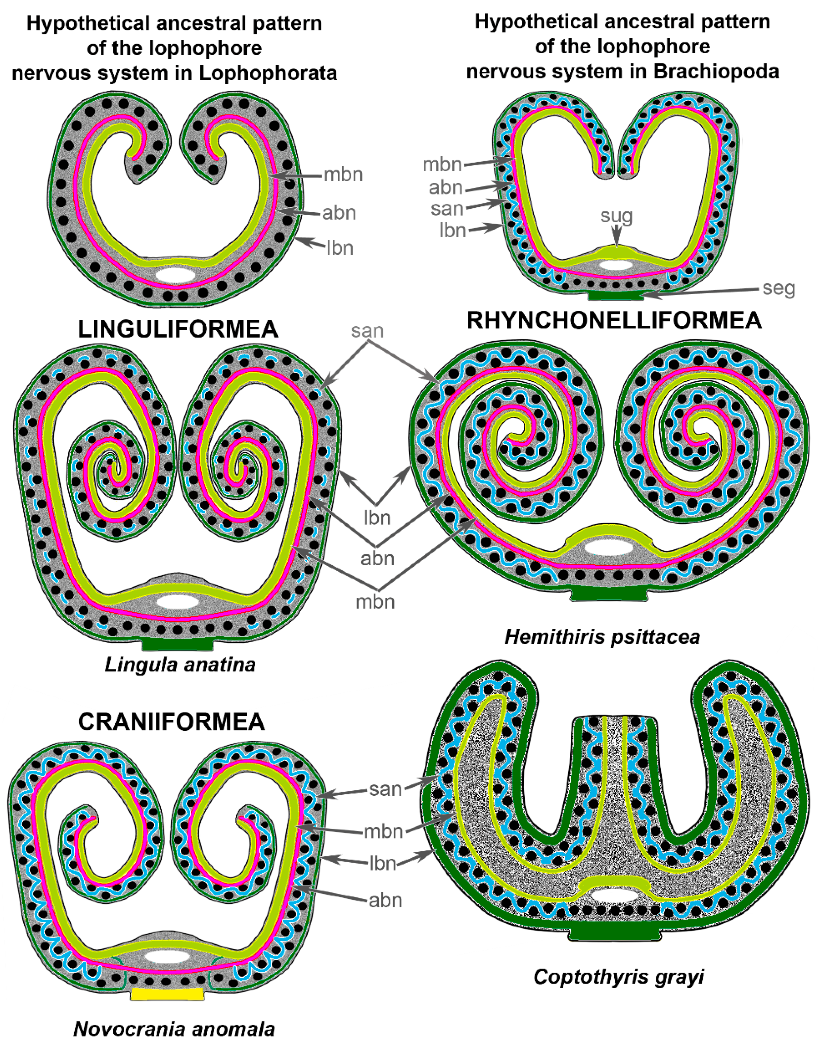 Biology 11 00406 g009