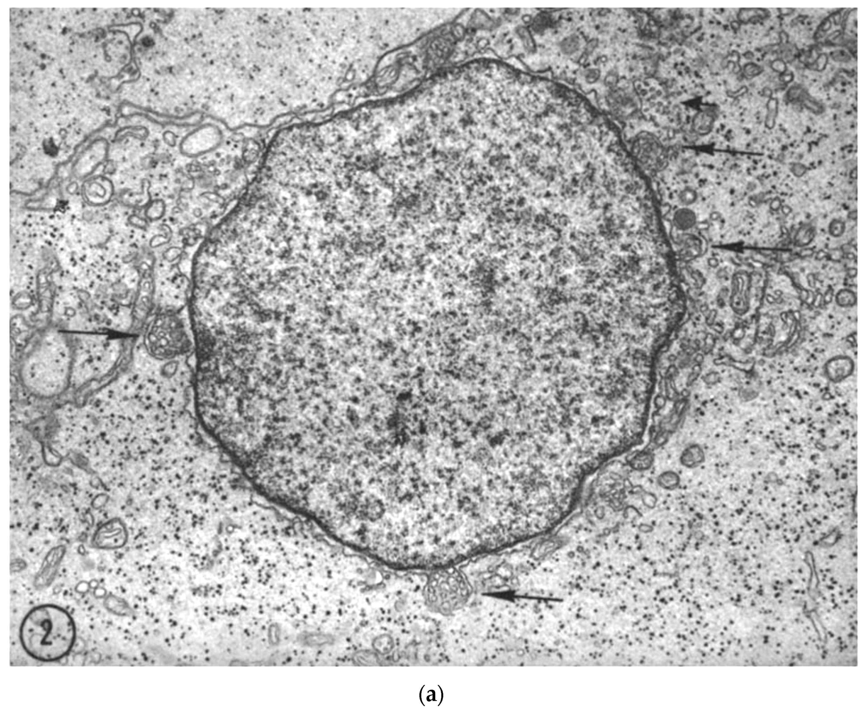 Biology 11 00413 g002a