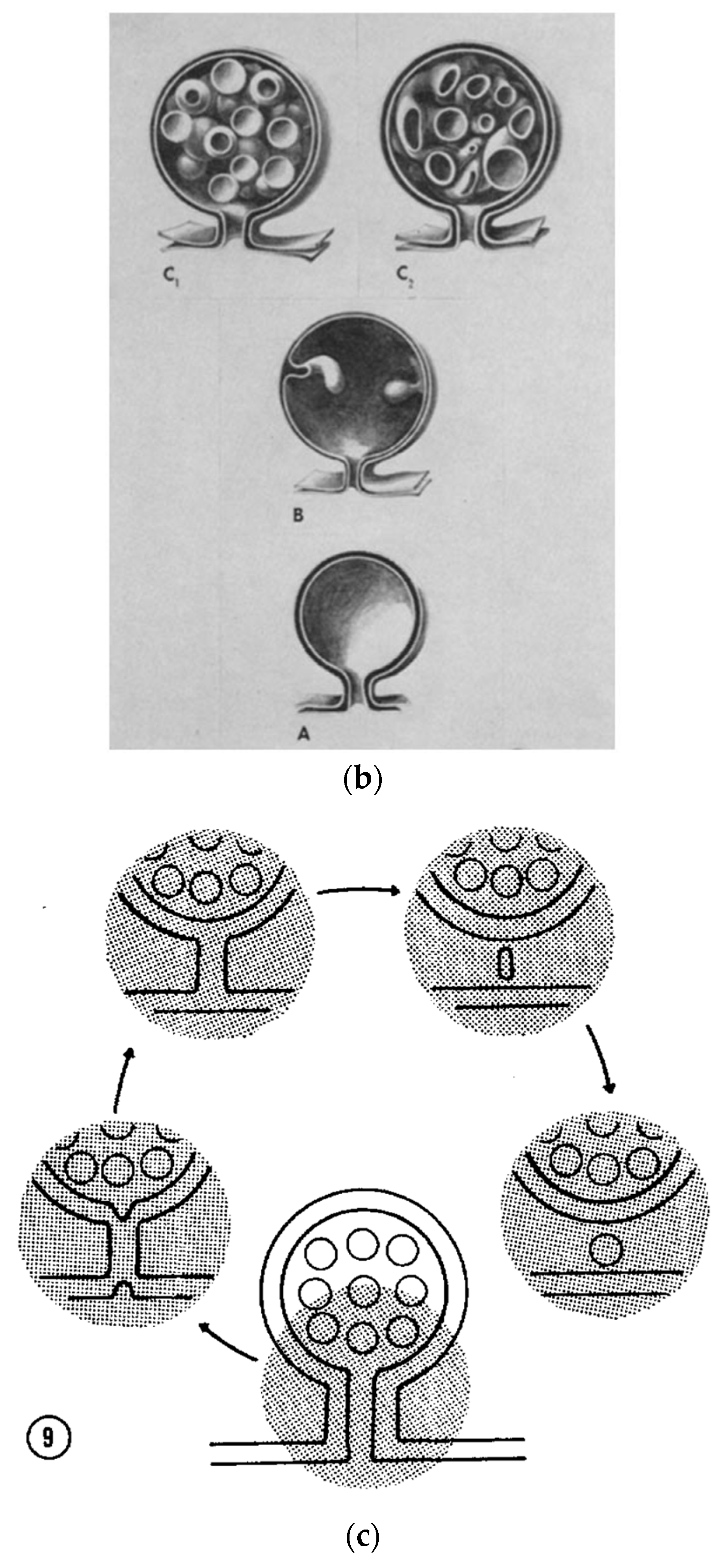 Biology 11 00413 g002b