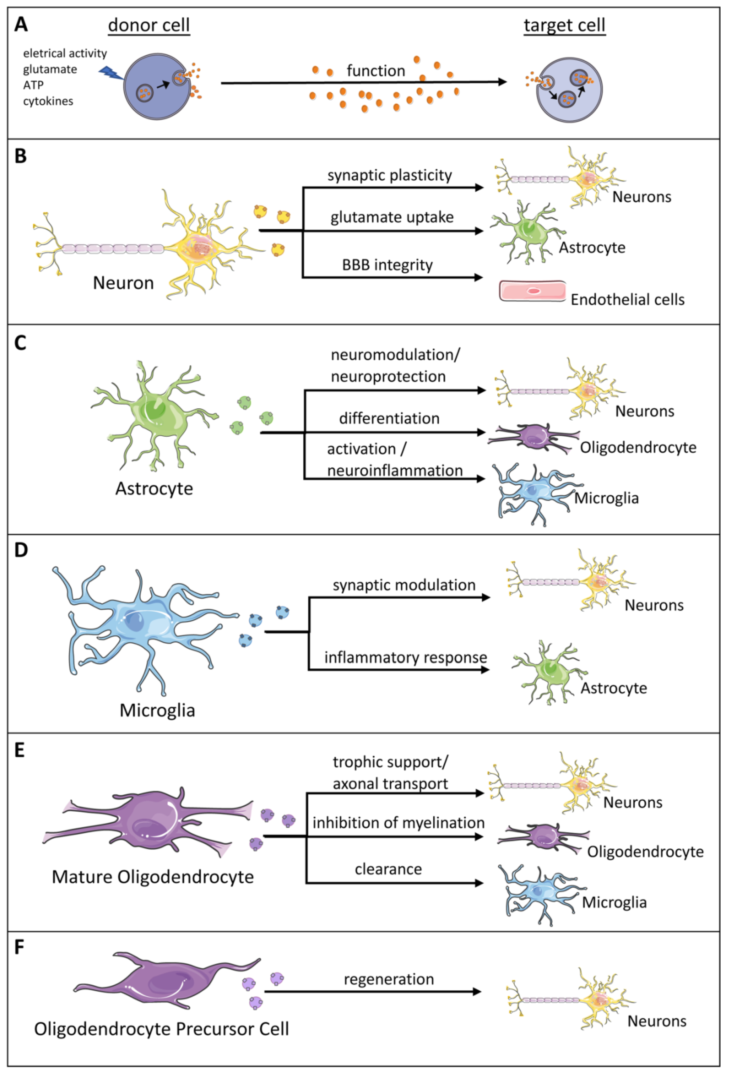Biology 11 00413 g004