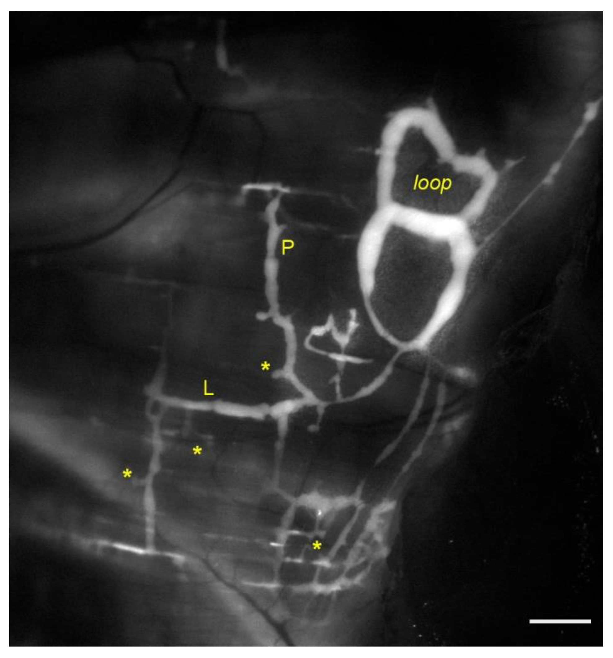 Biology 11 00419 g001 Biology 11 00419 g001