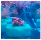 Biology 11 00436 i001