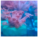 Biology 11 00436 i003