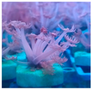 Biology 11 00436 i004