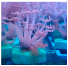 Biology 11 00436 i005