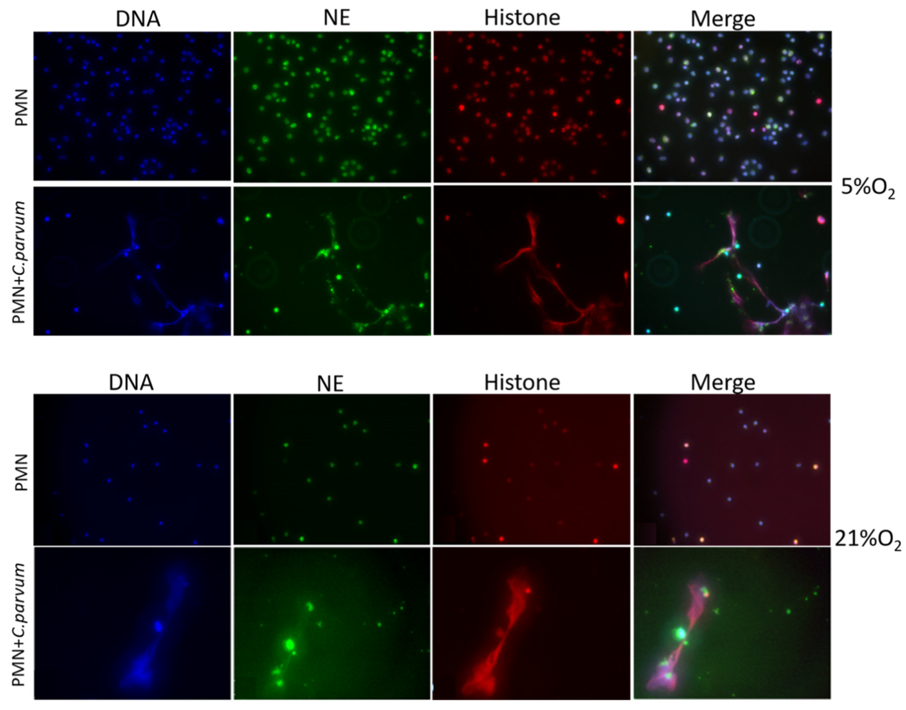 Biology 11 00442 g002 Biology 11 00442 g002