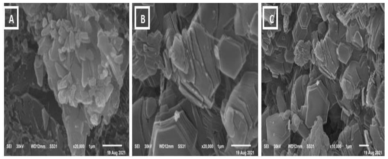 Biology 11 00450 g004 550