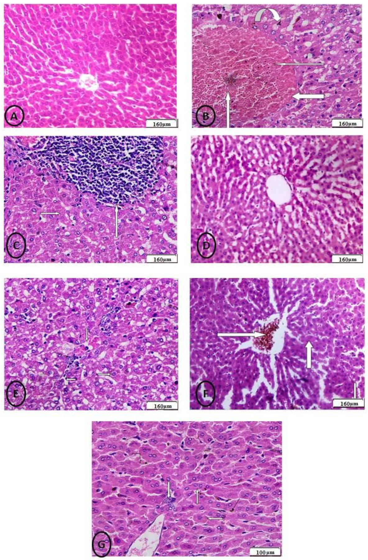 Biology 11 00450 g010 550