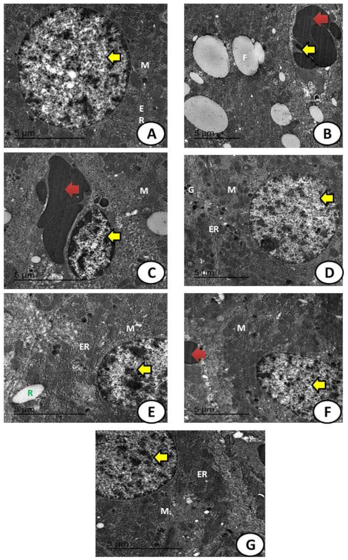 Biology 11 00450 g012 550