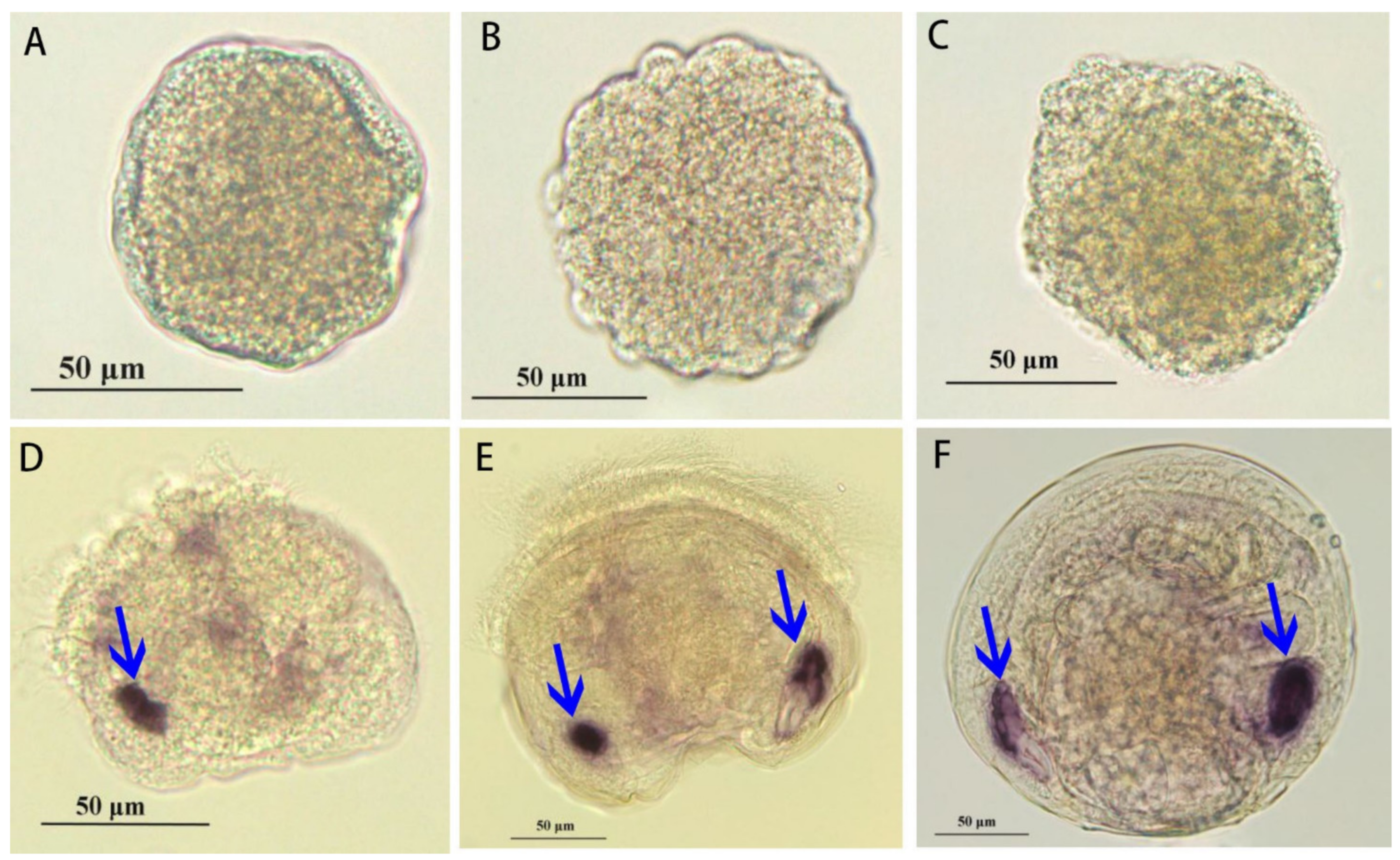 Biology 11 00453 g008 Biology 11 00453 g008