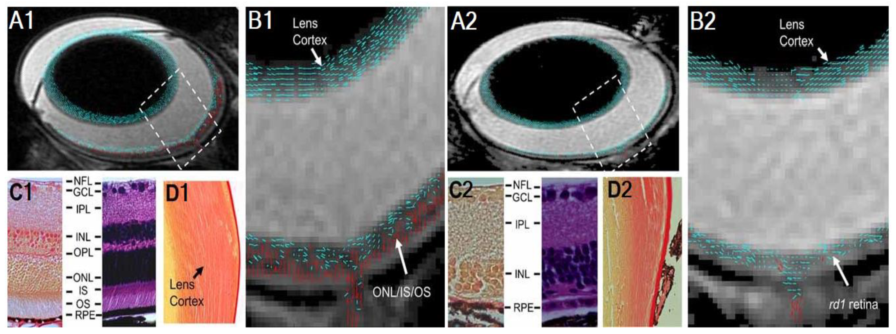 Biology 11 00454 g003 Biology 11 00454 g003