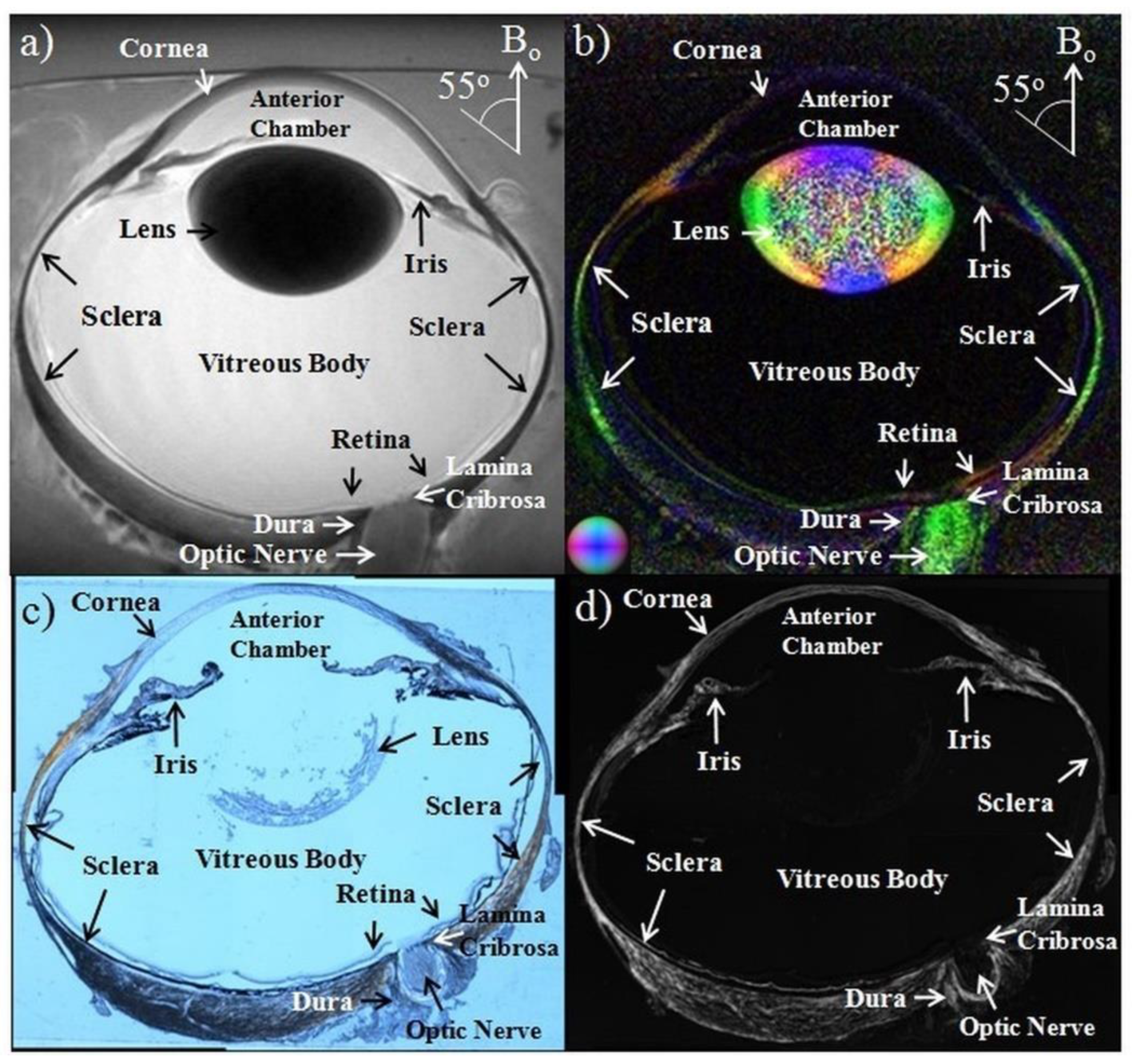 Biology 11 00454 g004 Biology 11 00454 g004