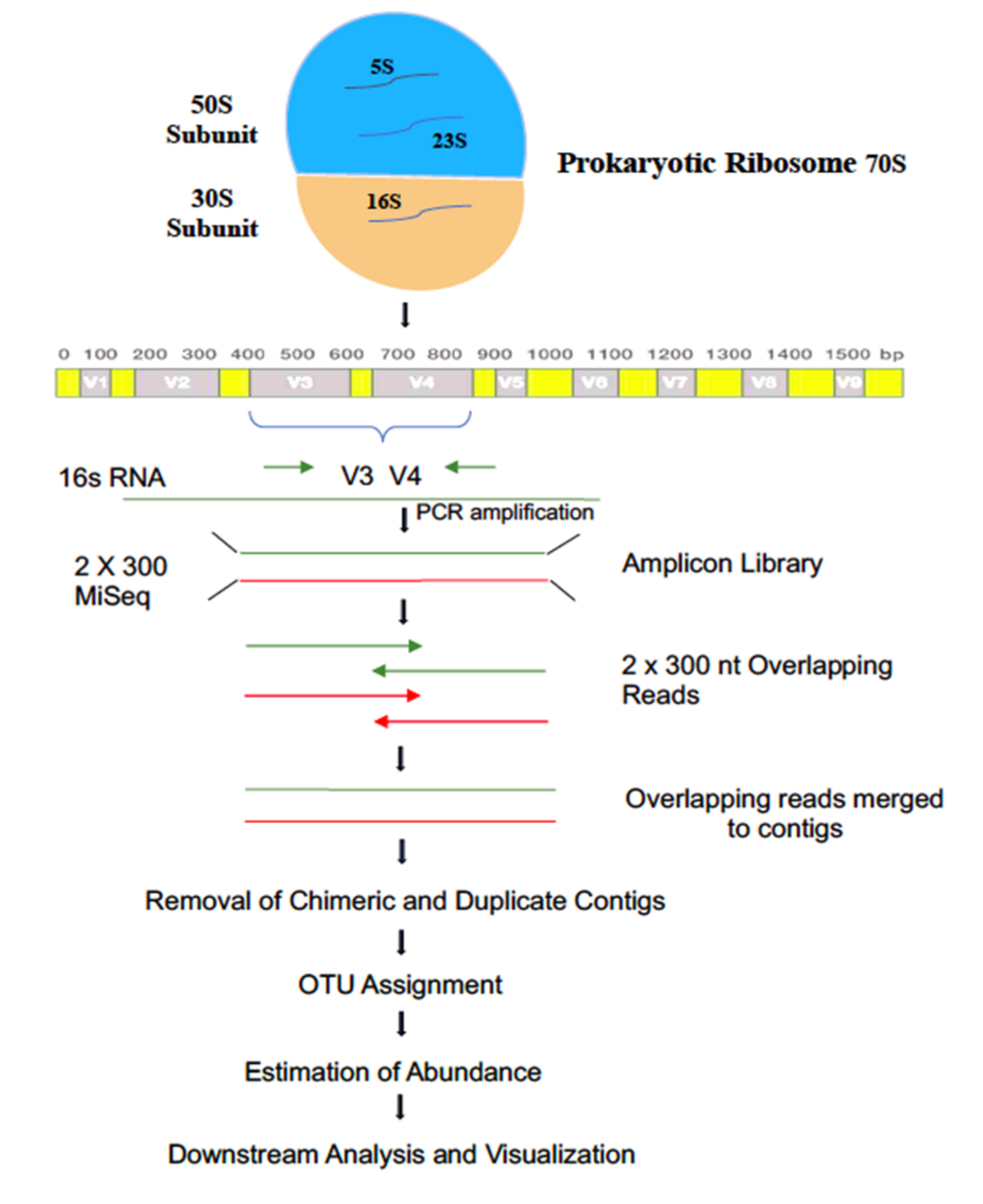 Biology 11 00461 g001