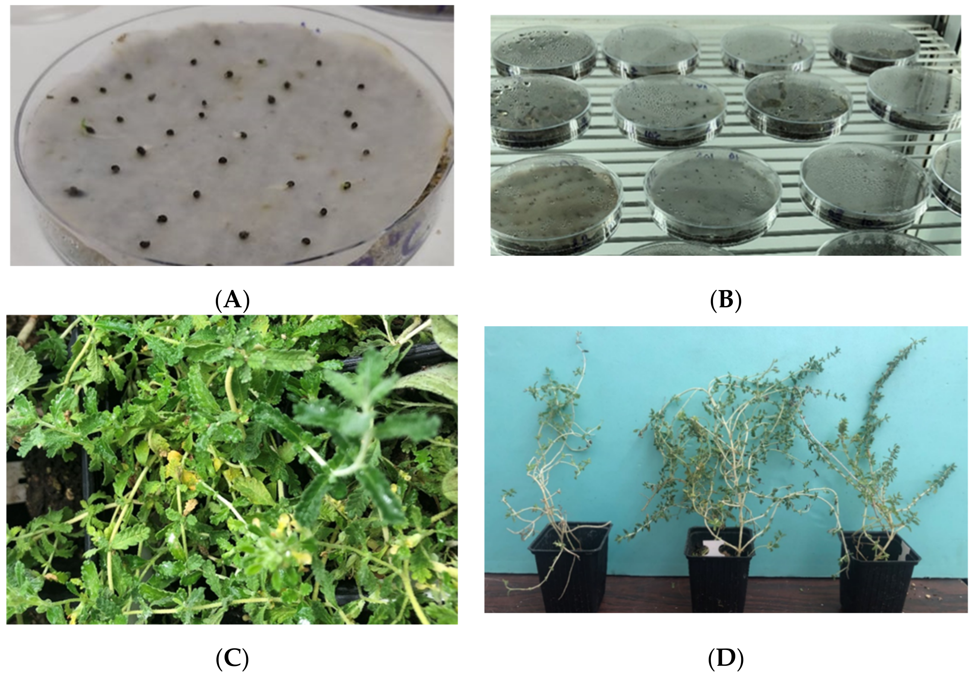 Biology 11 00462 g008