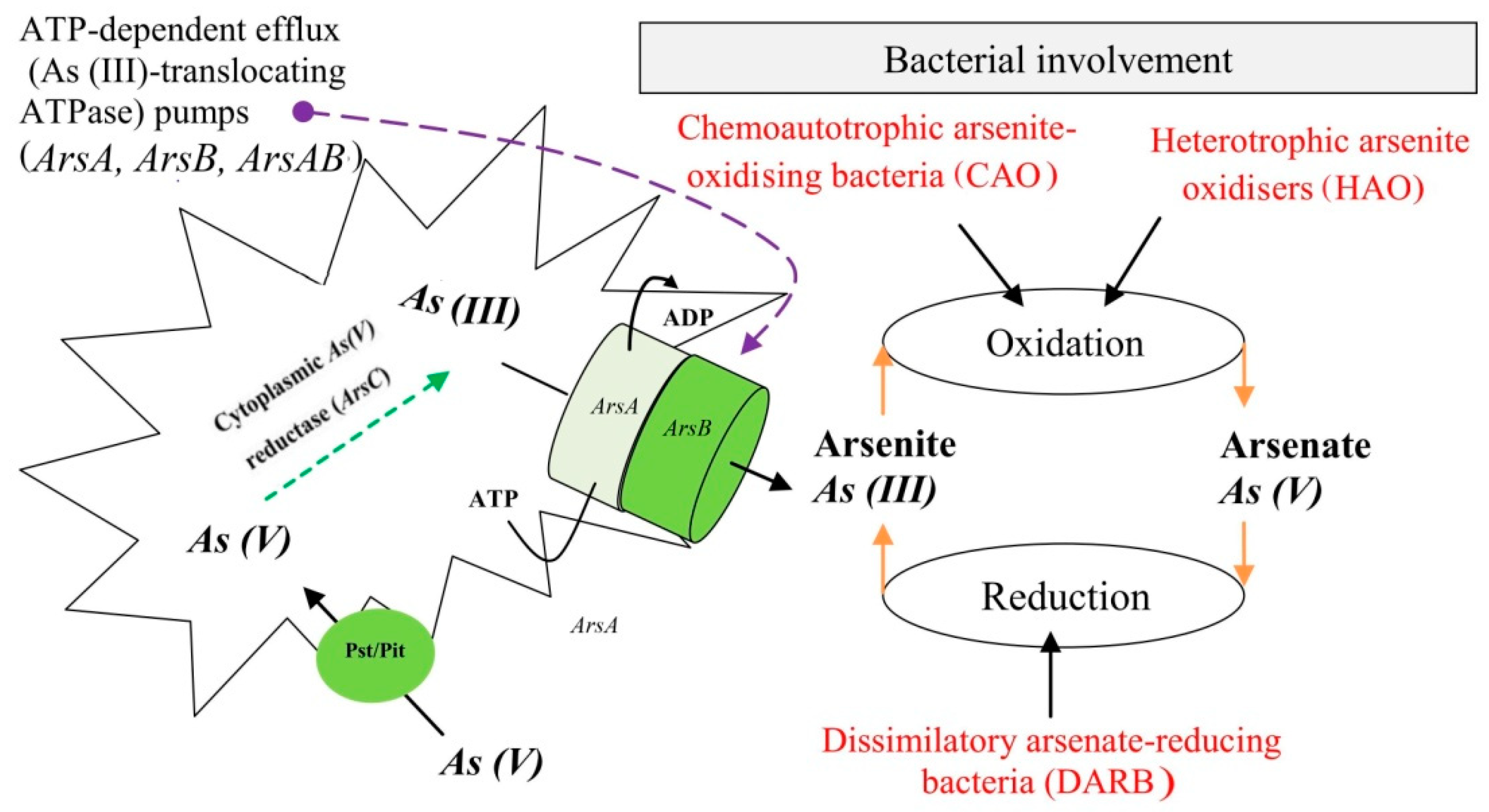 Biology 11 00472 g003 Biology 11 00472 g003